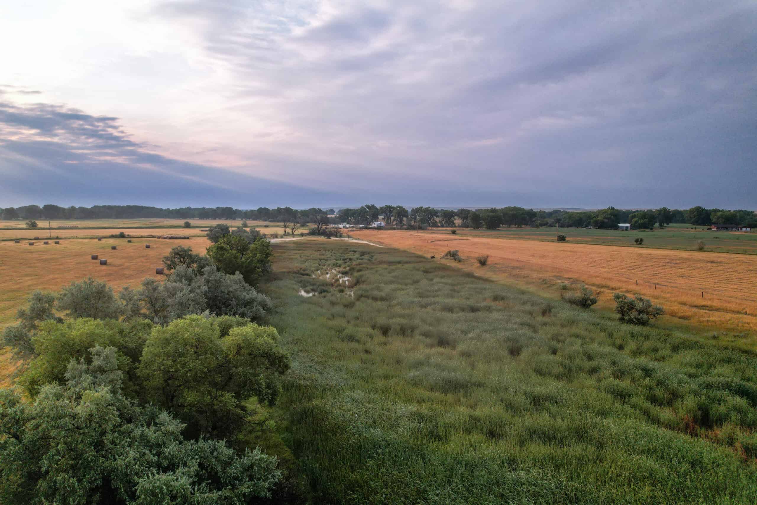 Whitetail Meadows