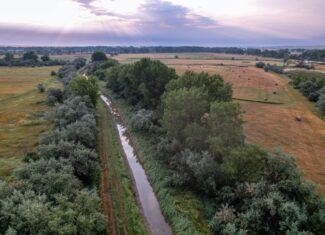 Whitetail Meadows