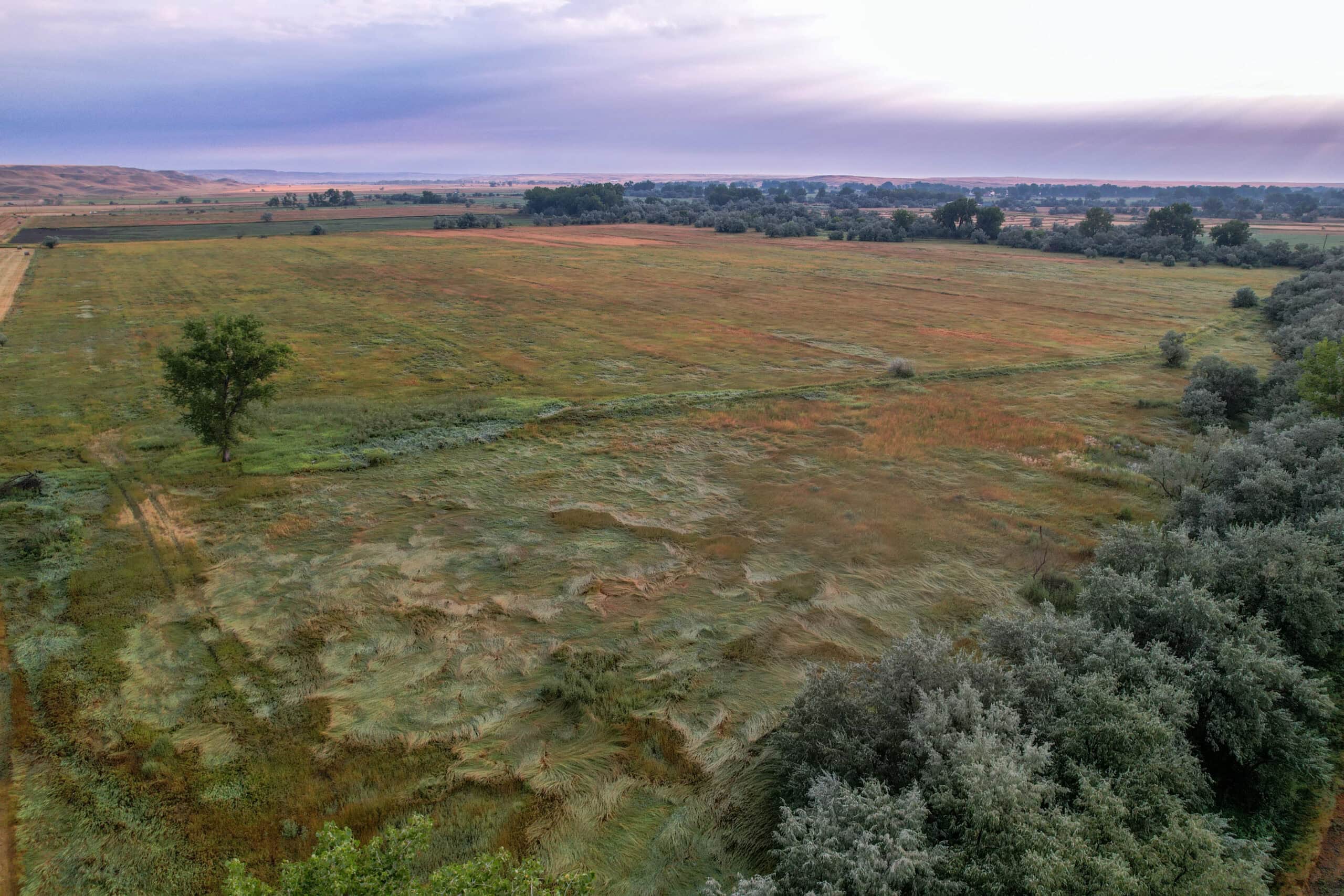Whitetail Meadows