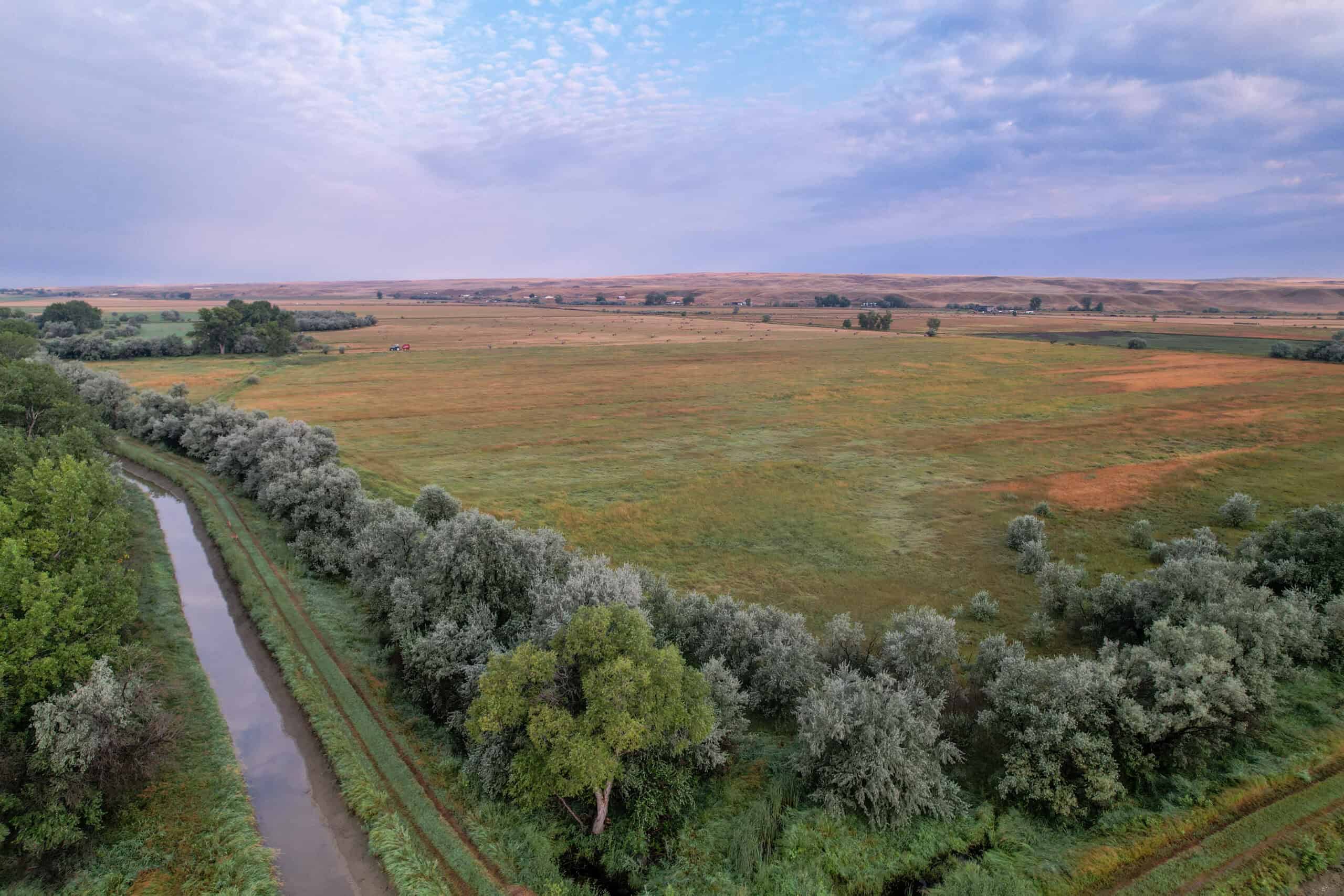Whitetail Meadows