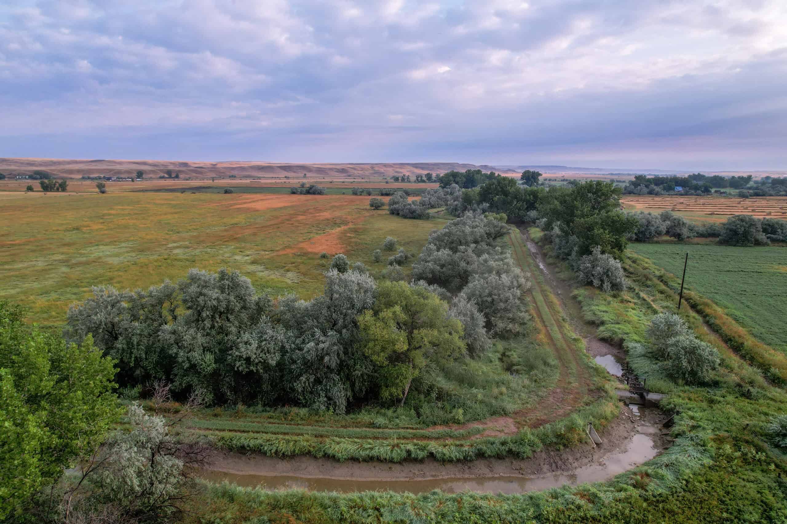 Whitetail Meadows