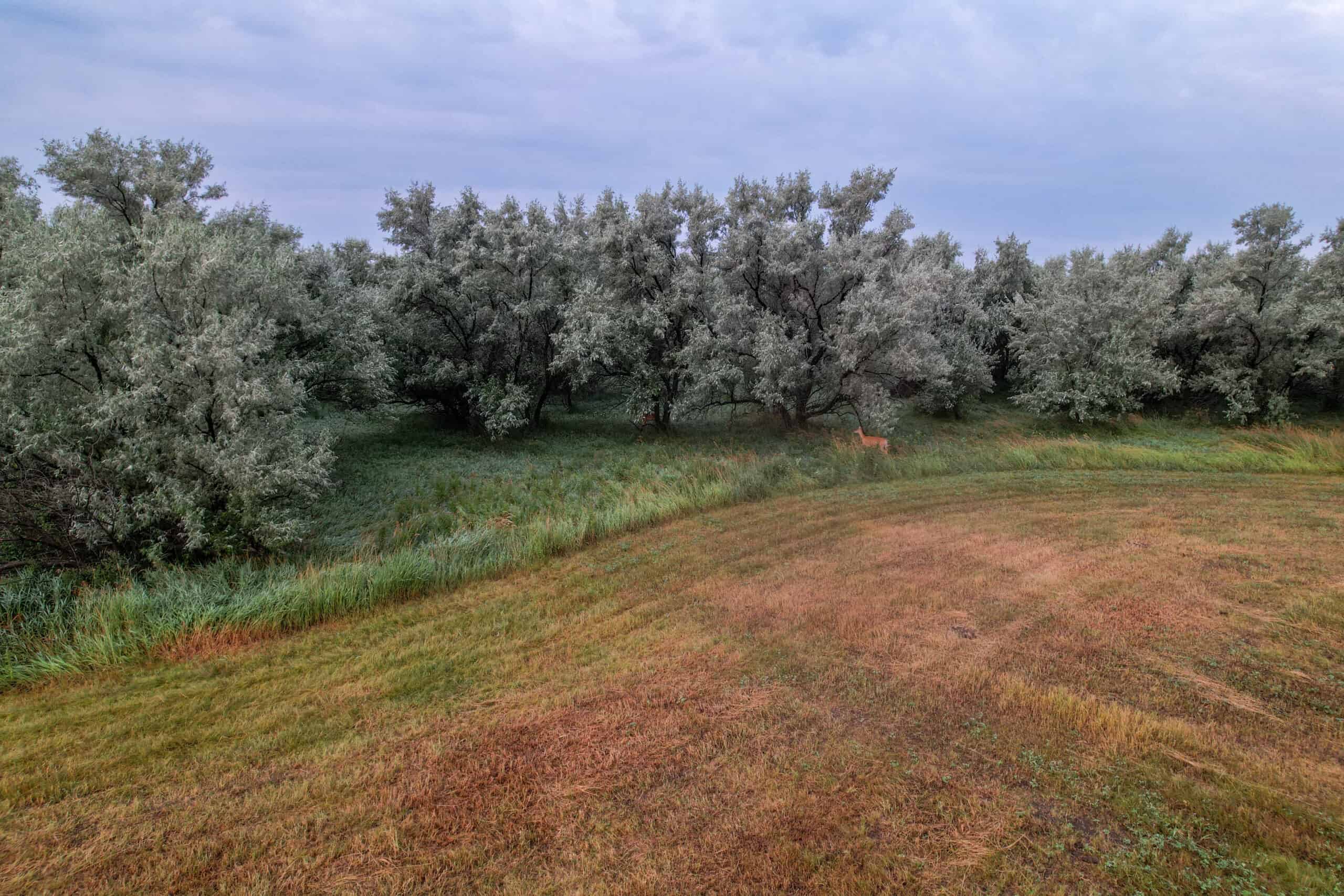 Whitetail Meadows