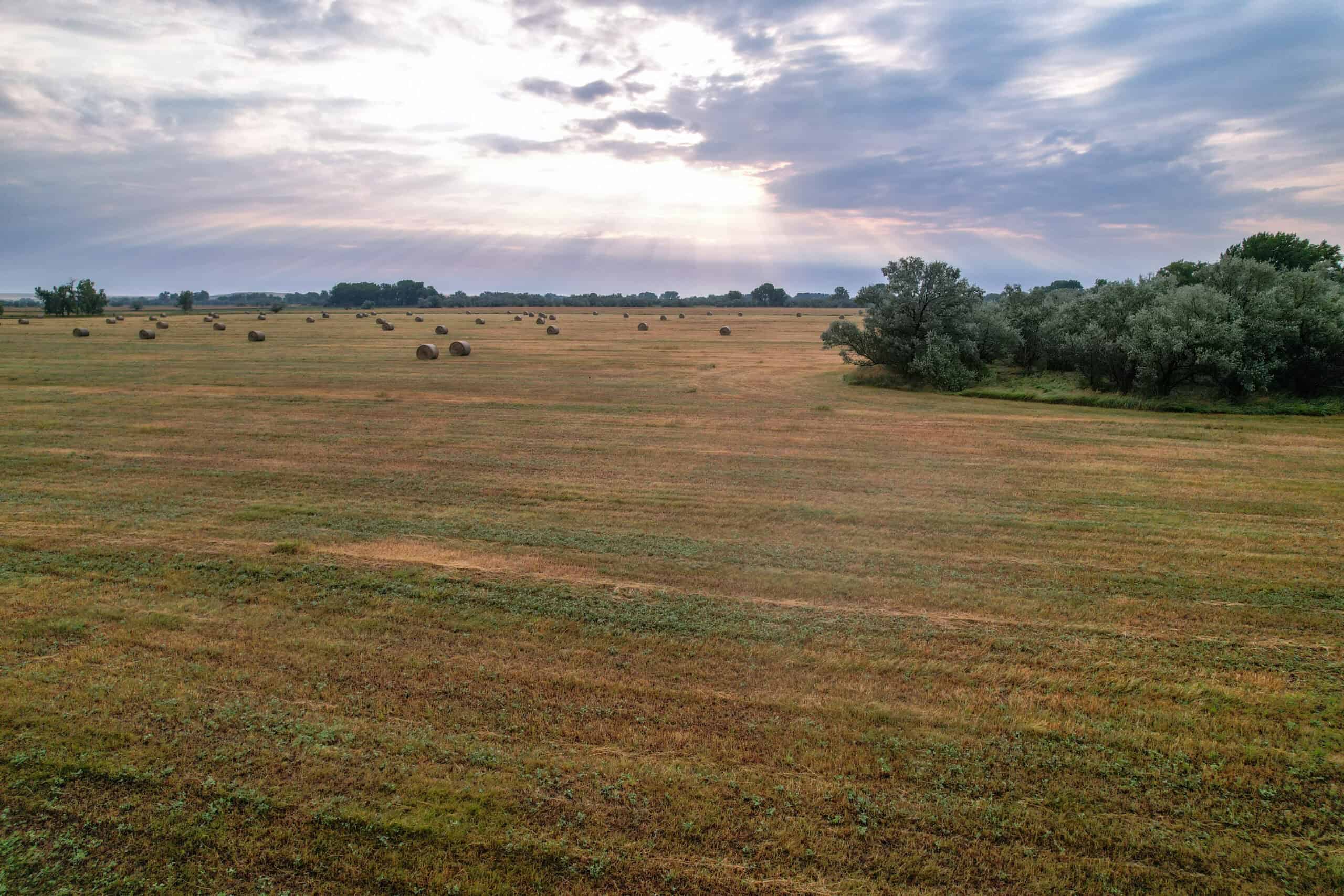 Whitetail Meadows