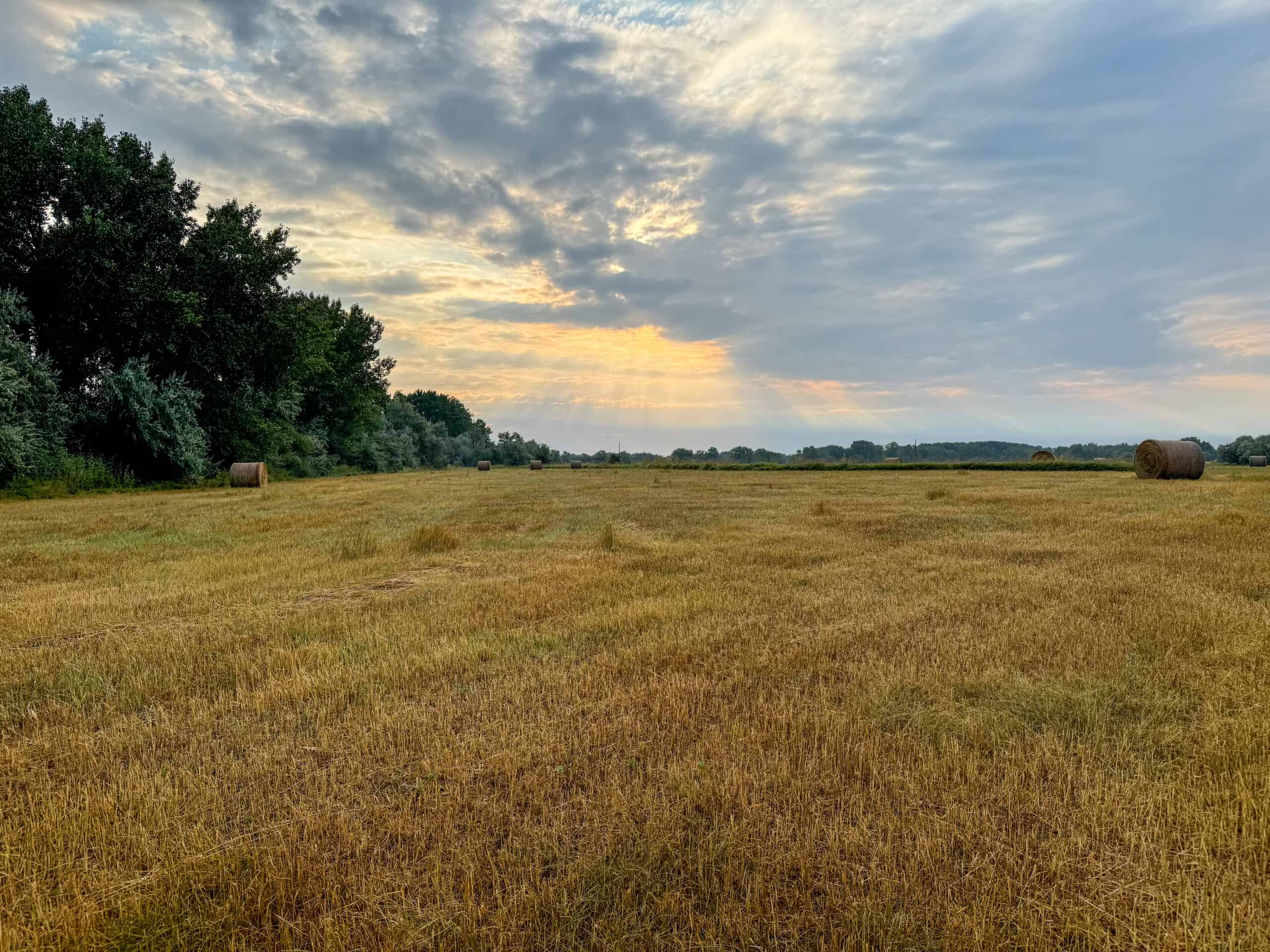 Whitetail Meadows