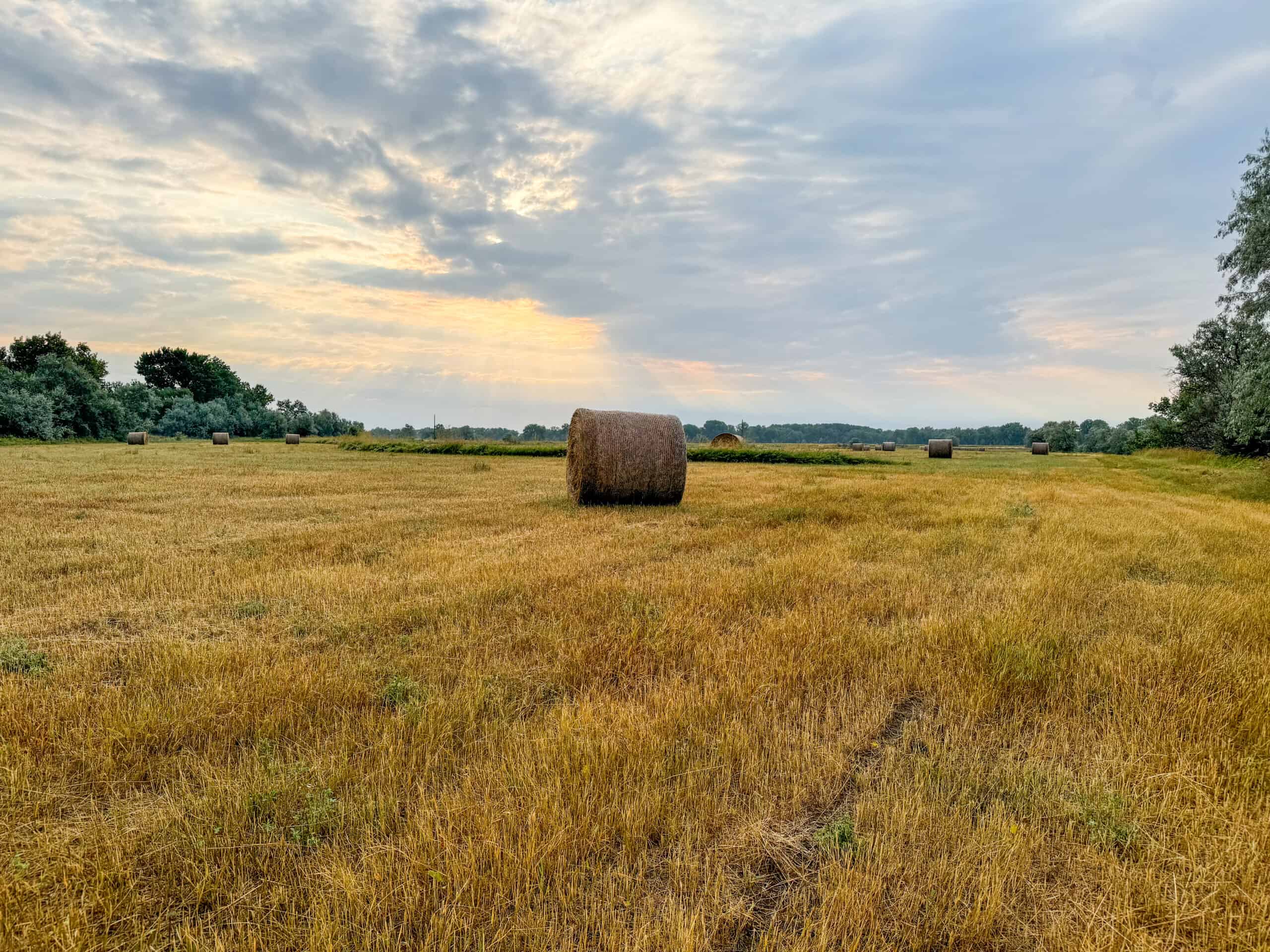 Whitetail Meadows