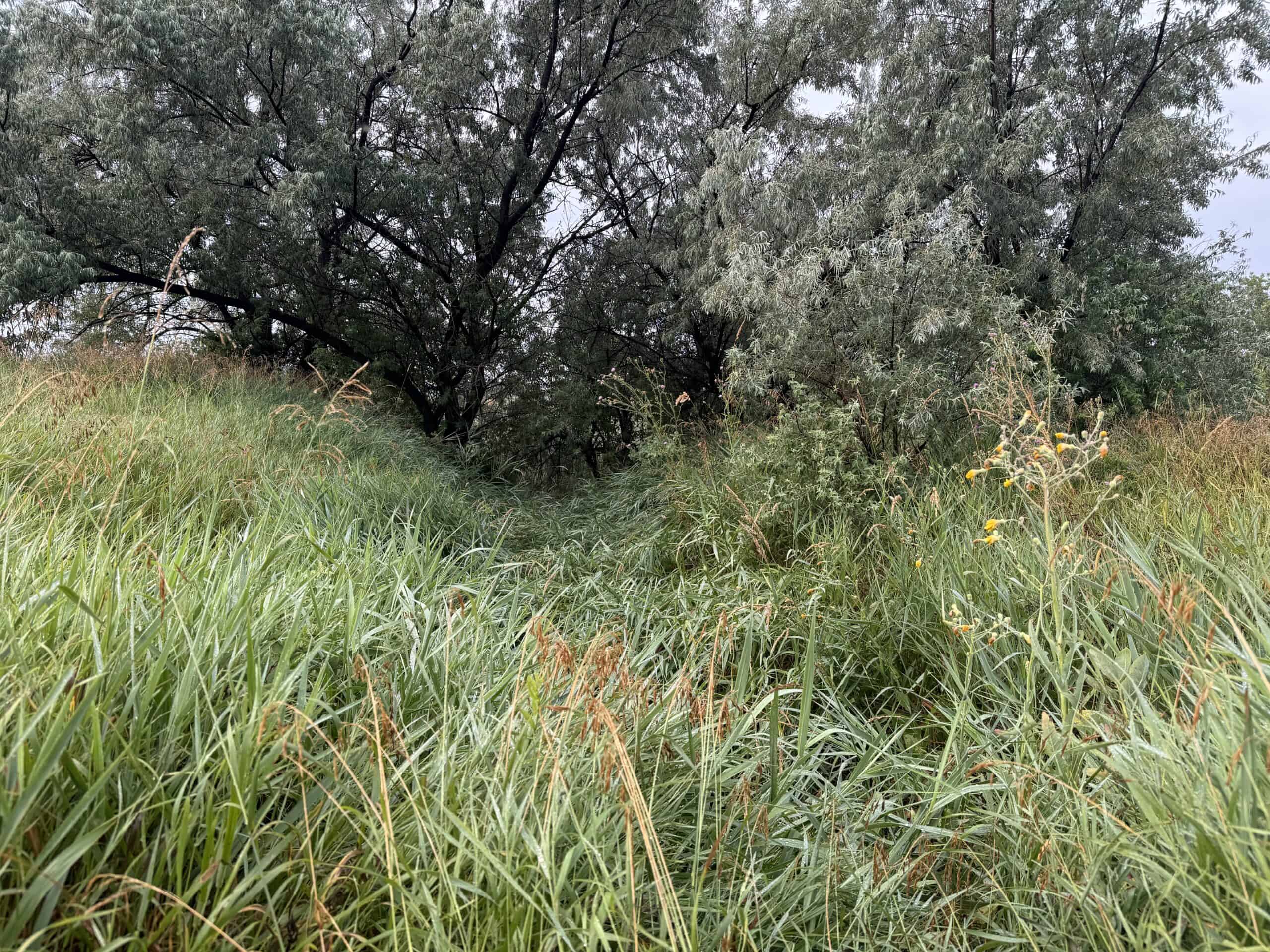 Whitetail Meadows