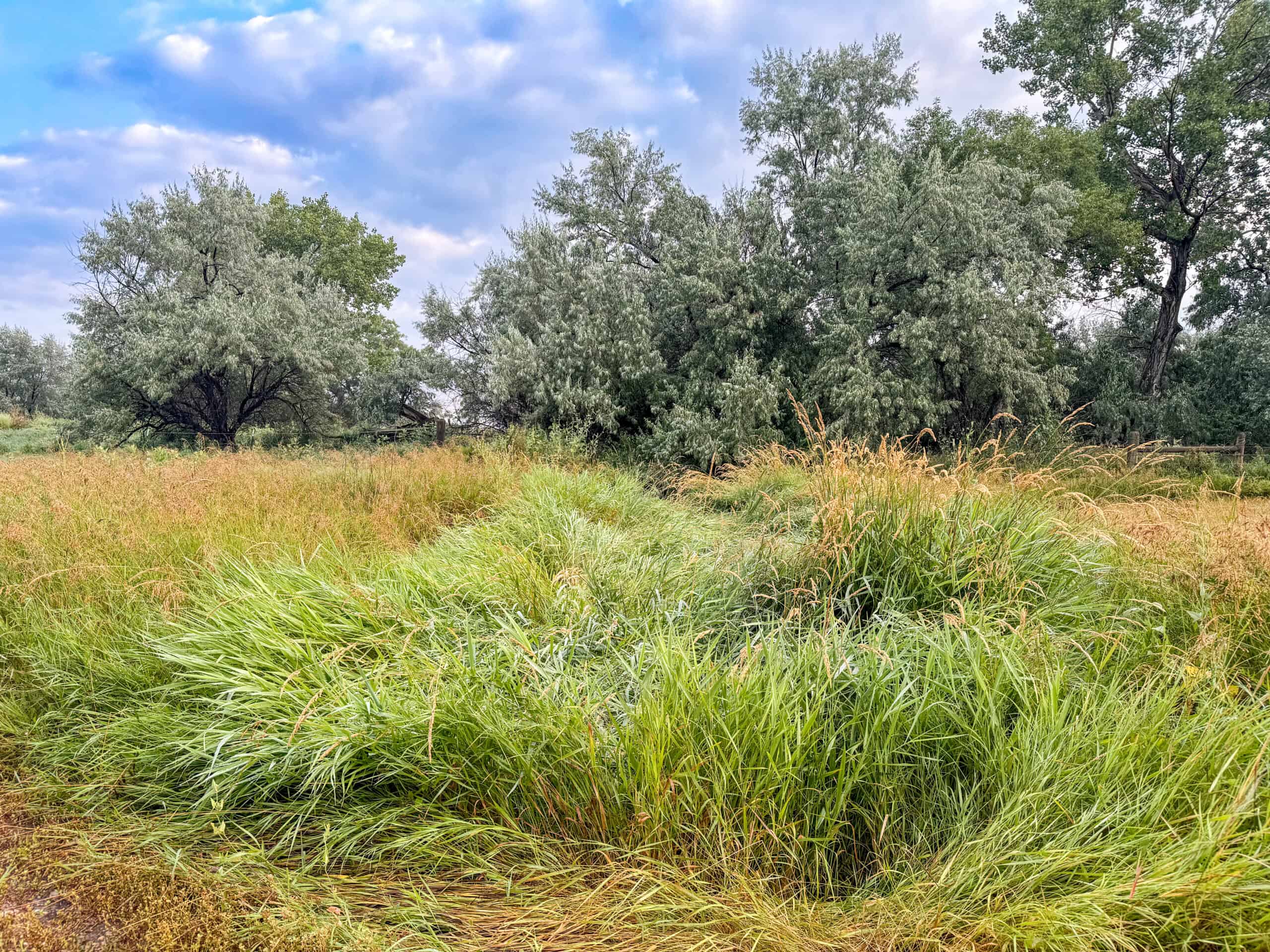 Whitetail Meadows