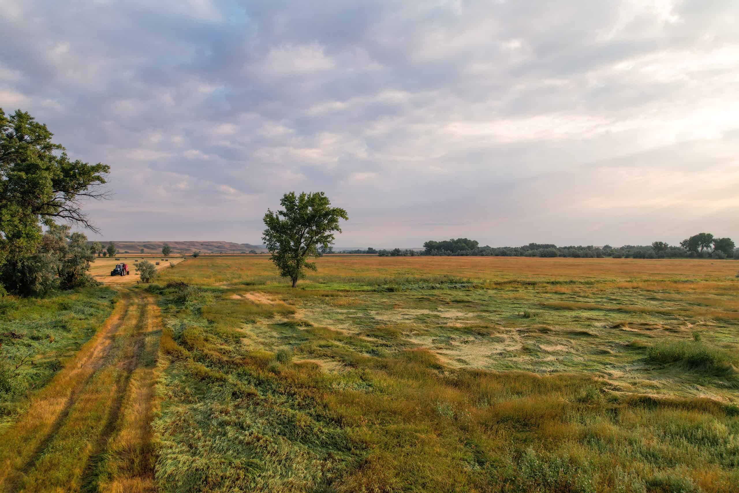 Whitetail Meadows