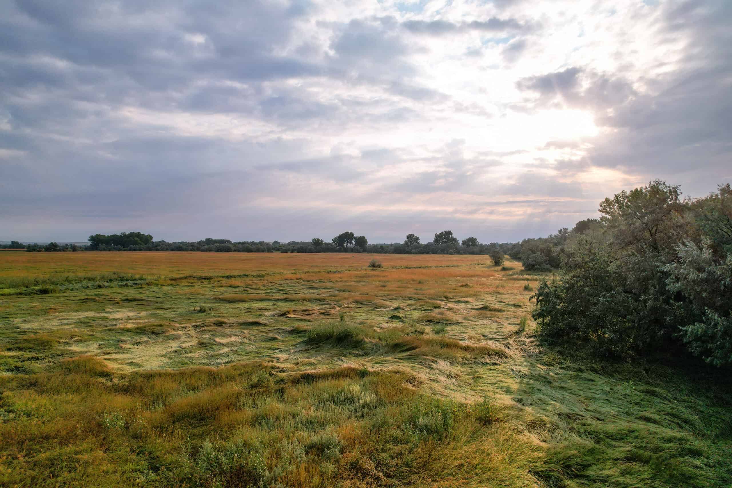 Whitetail Meadows