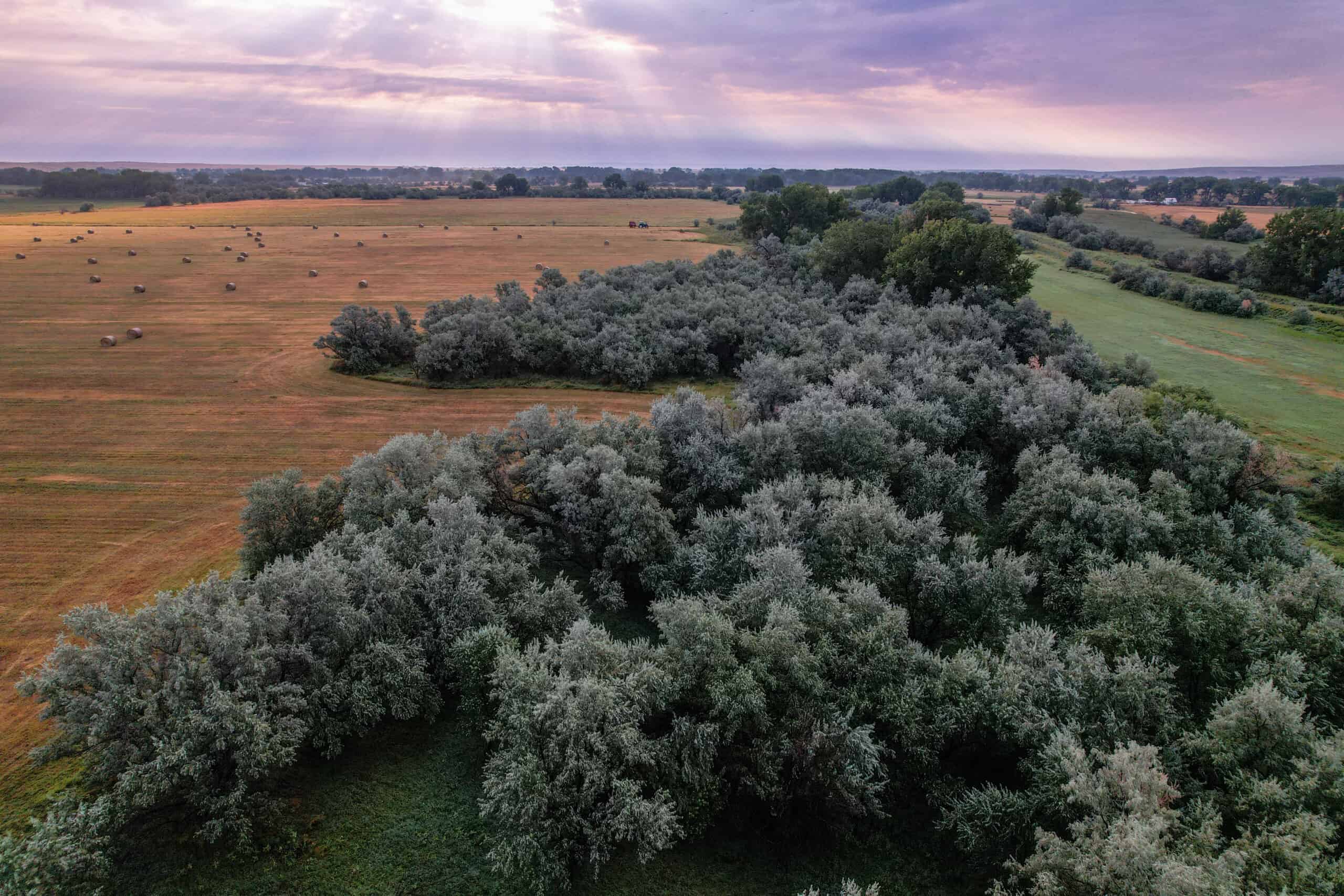 Whitetail Meadows
