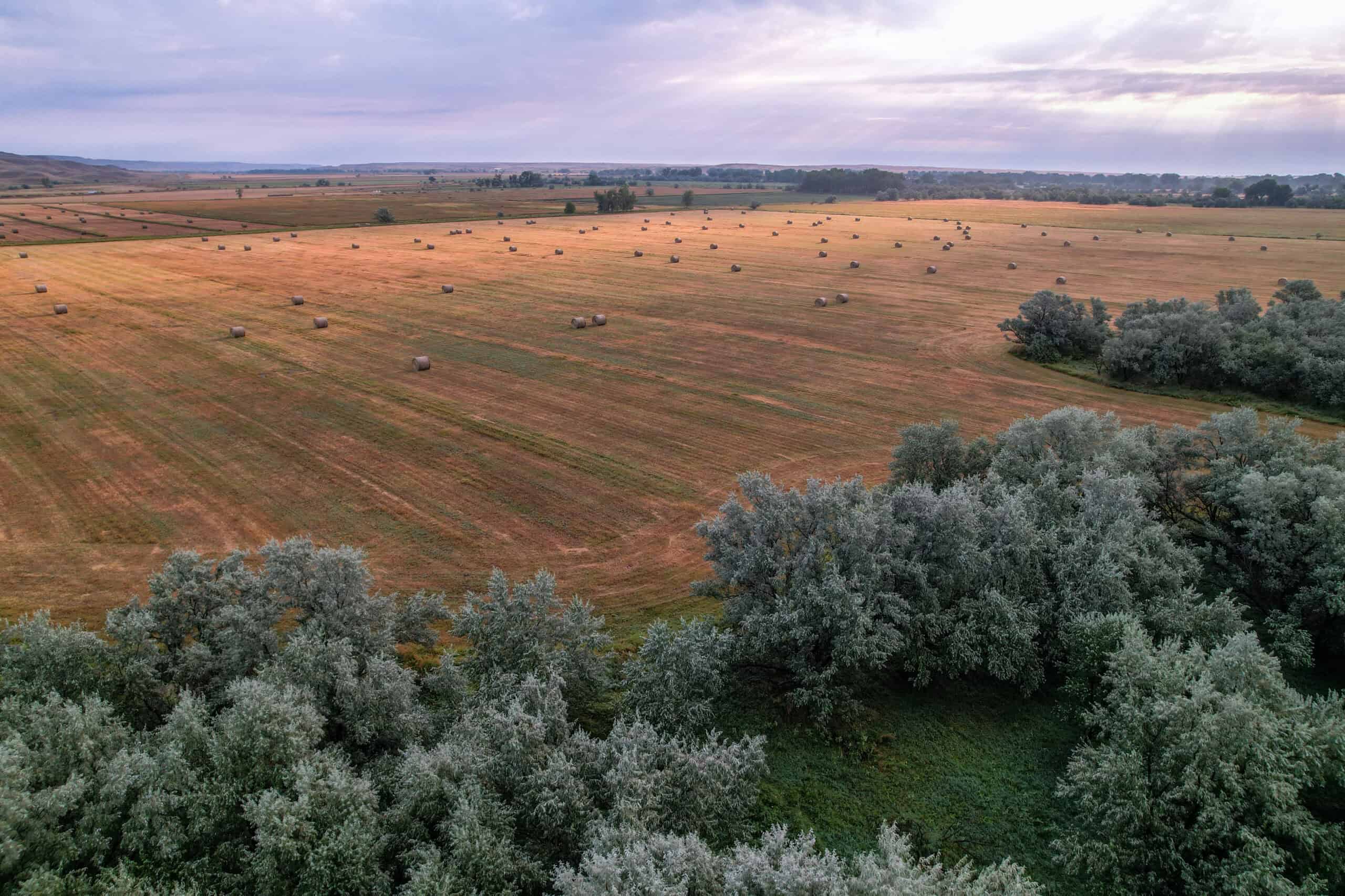 Whitetail Meadows