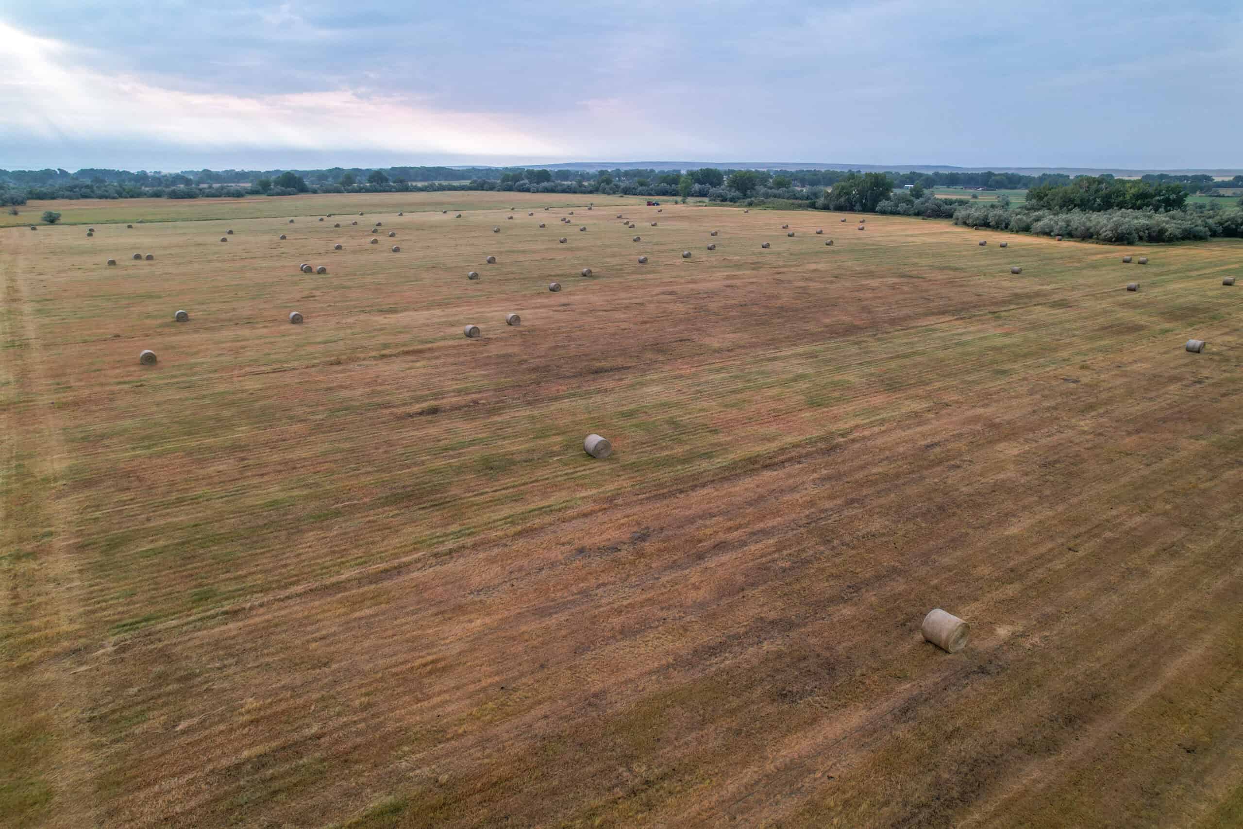Whitetail Meadows