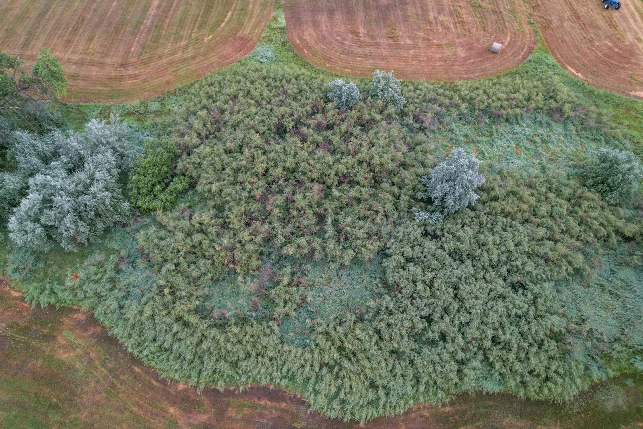 Whitetail Meadows