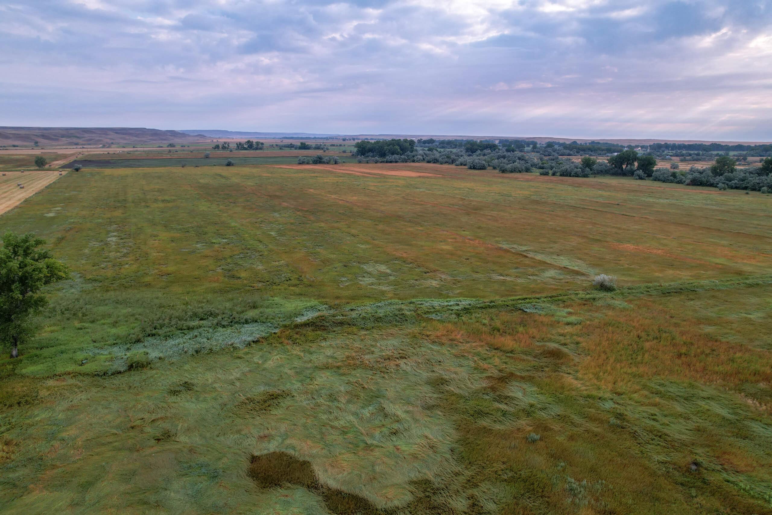 Whitetail Meadows