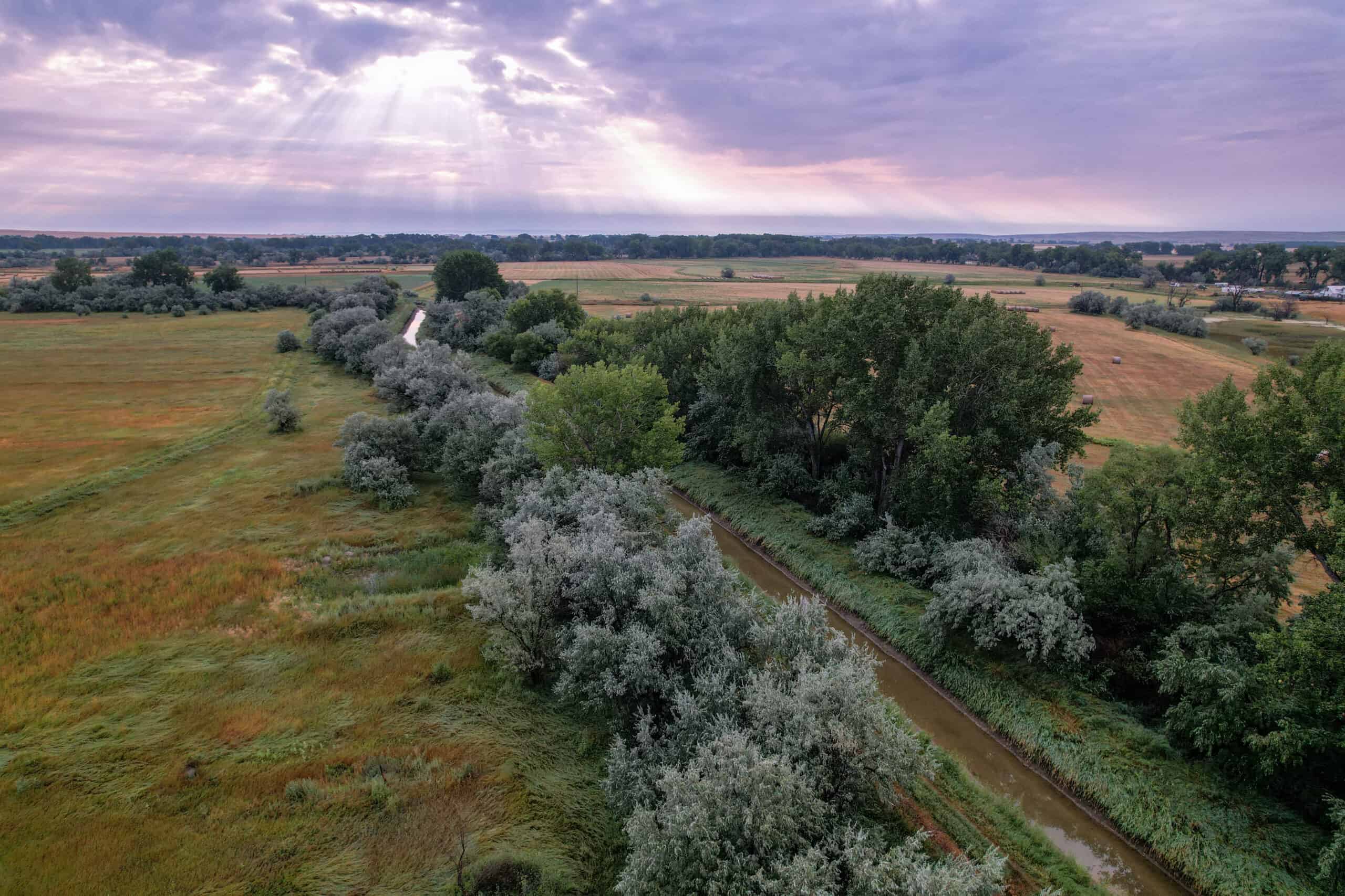 Whitetail Meadows