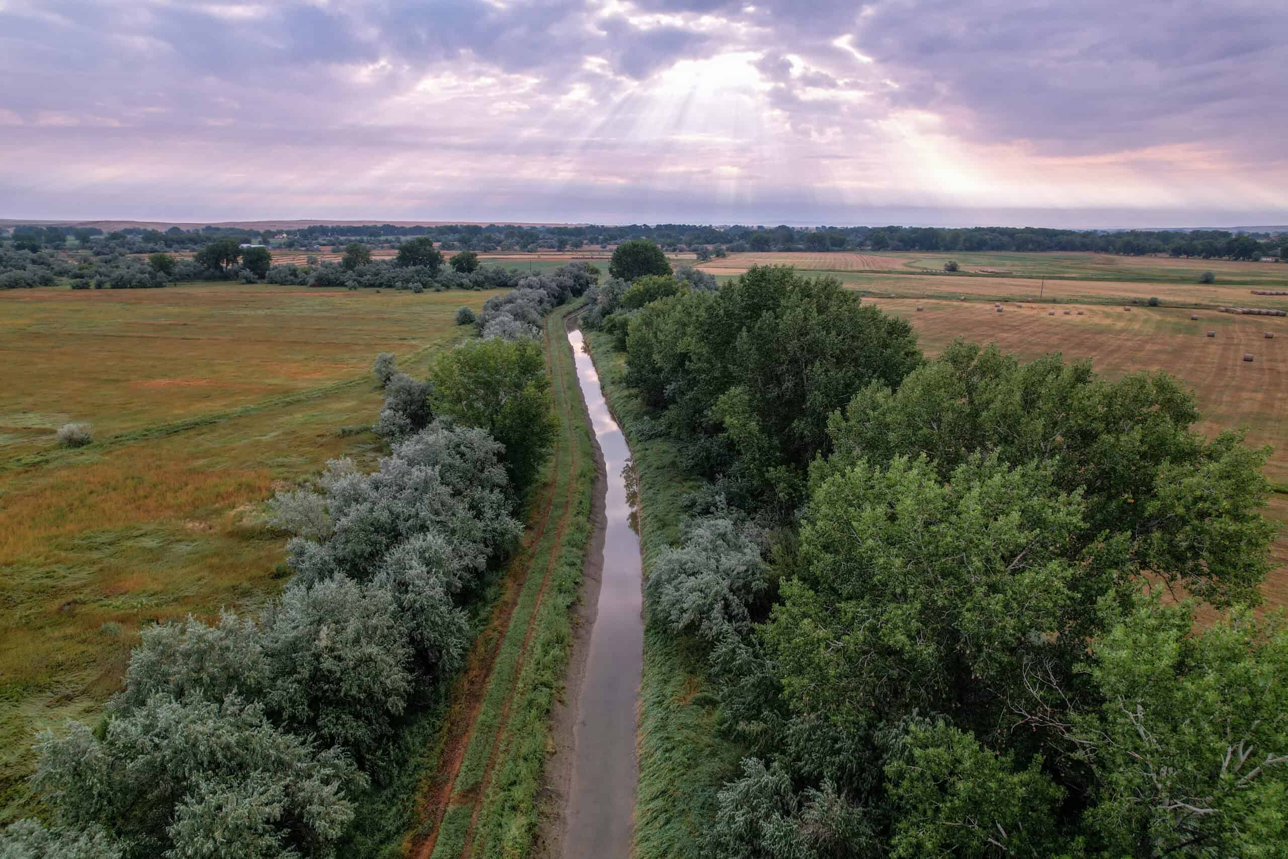 Whitetail Meadows