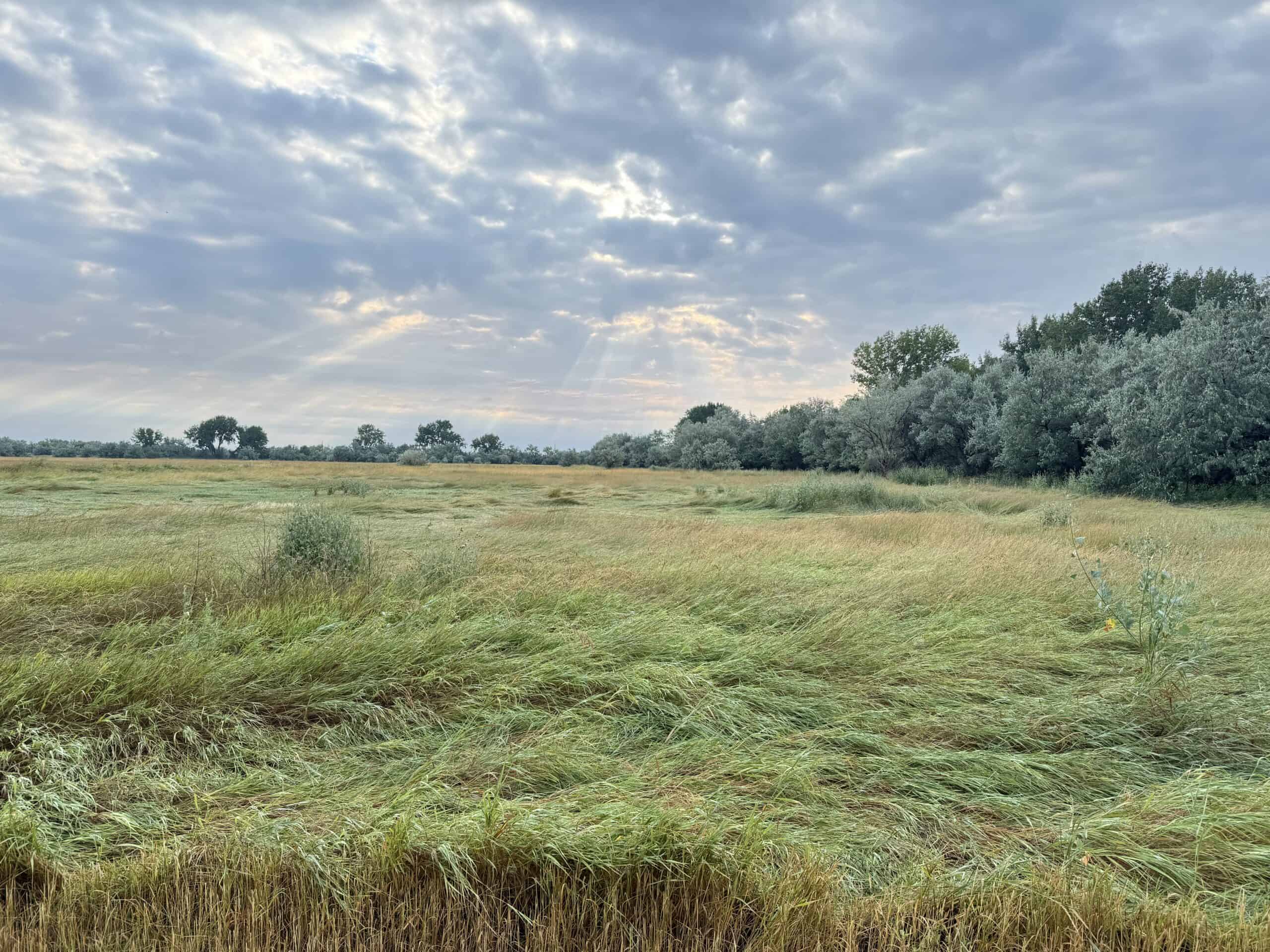 Whitetail Meadows