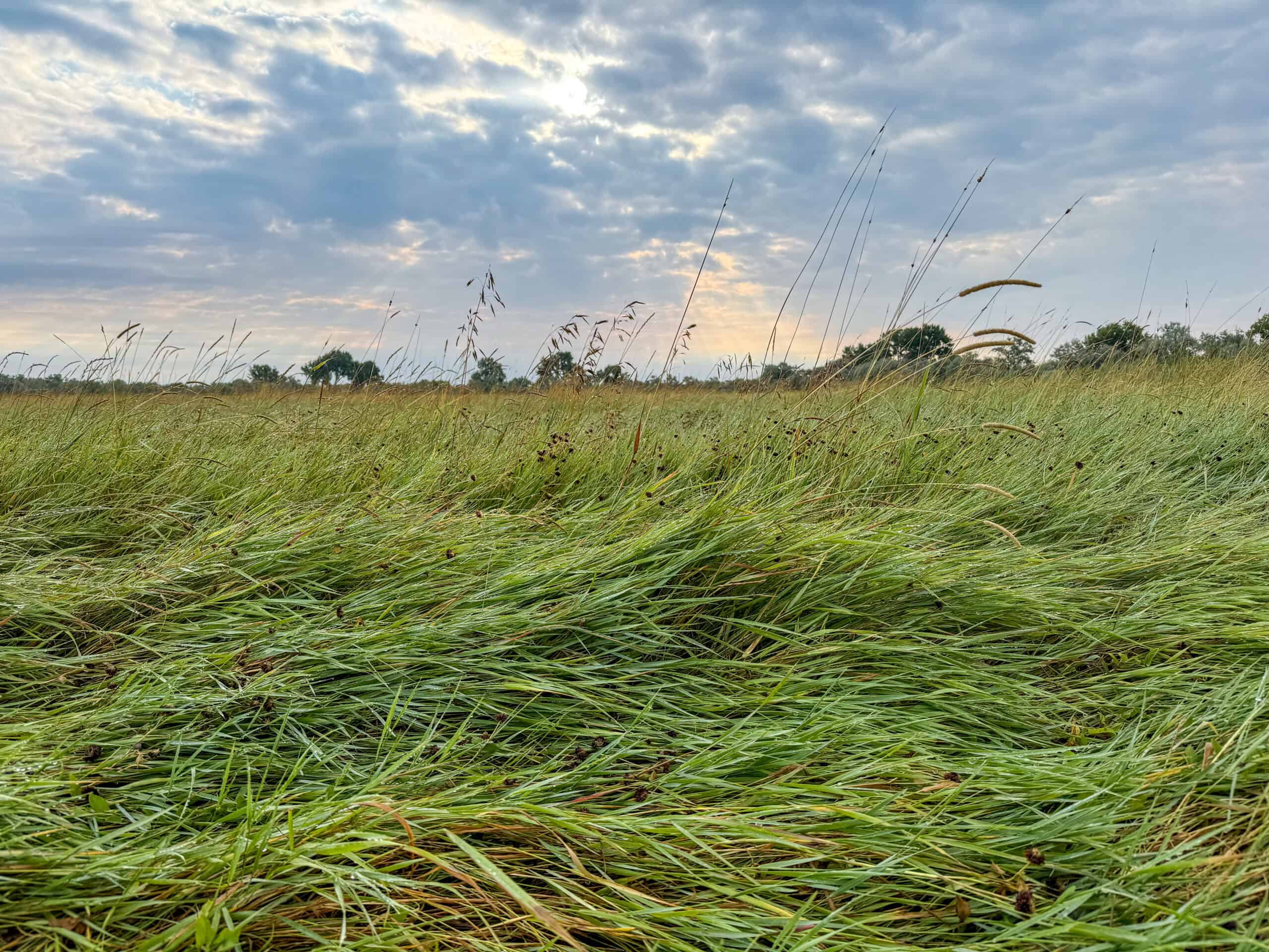 Whitetail Meadows
