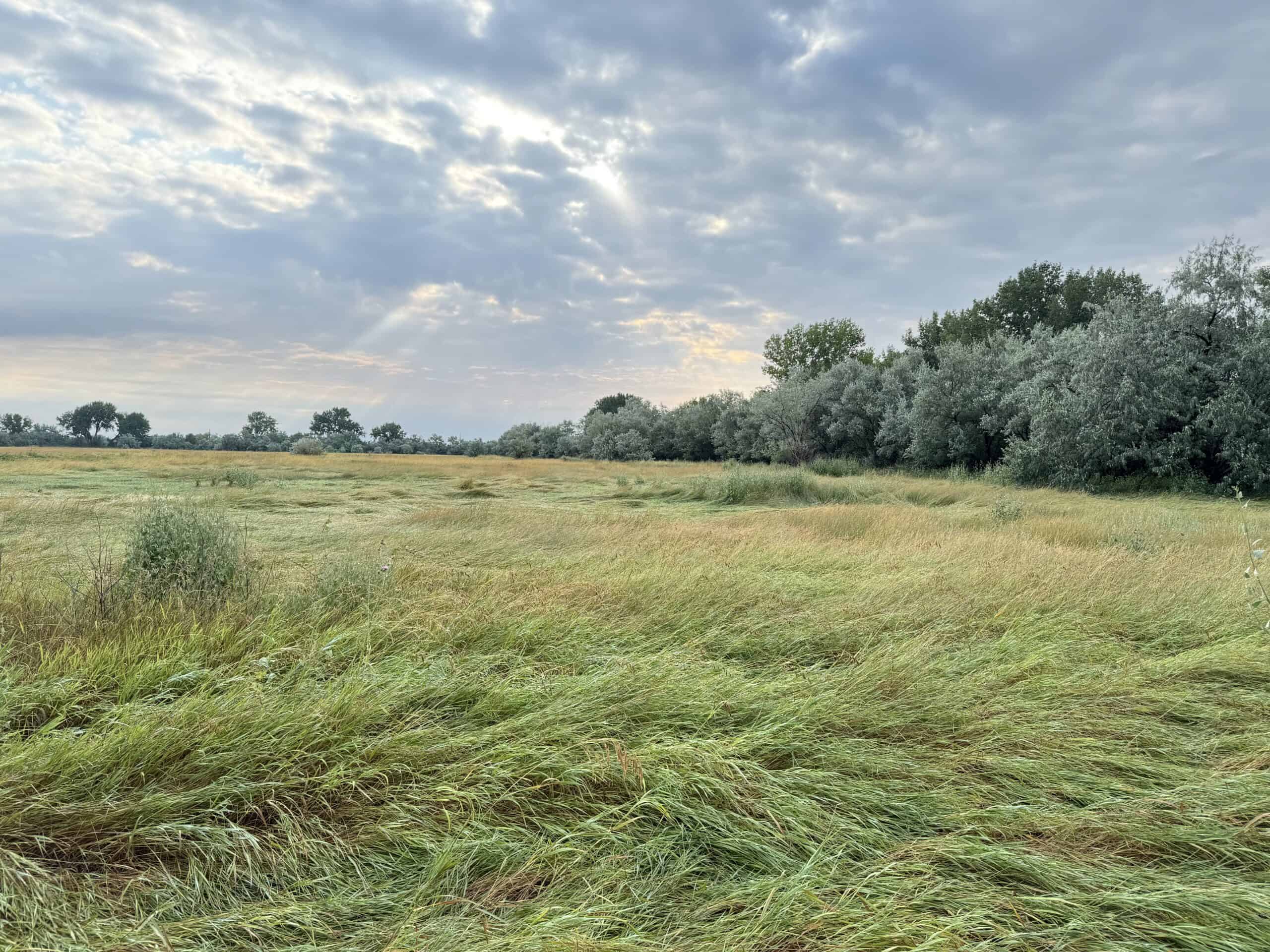 Whitetail Meadows