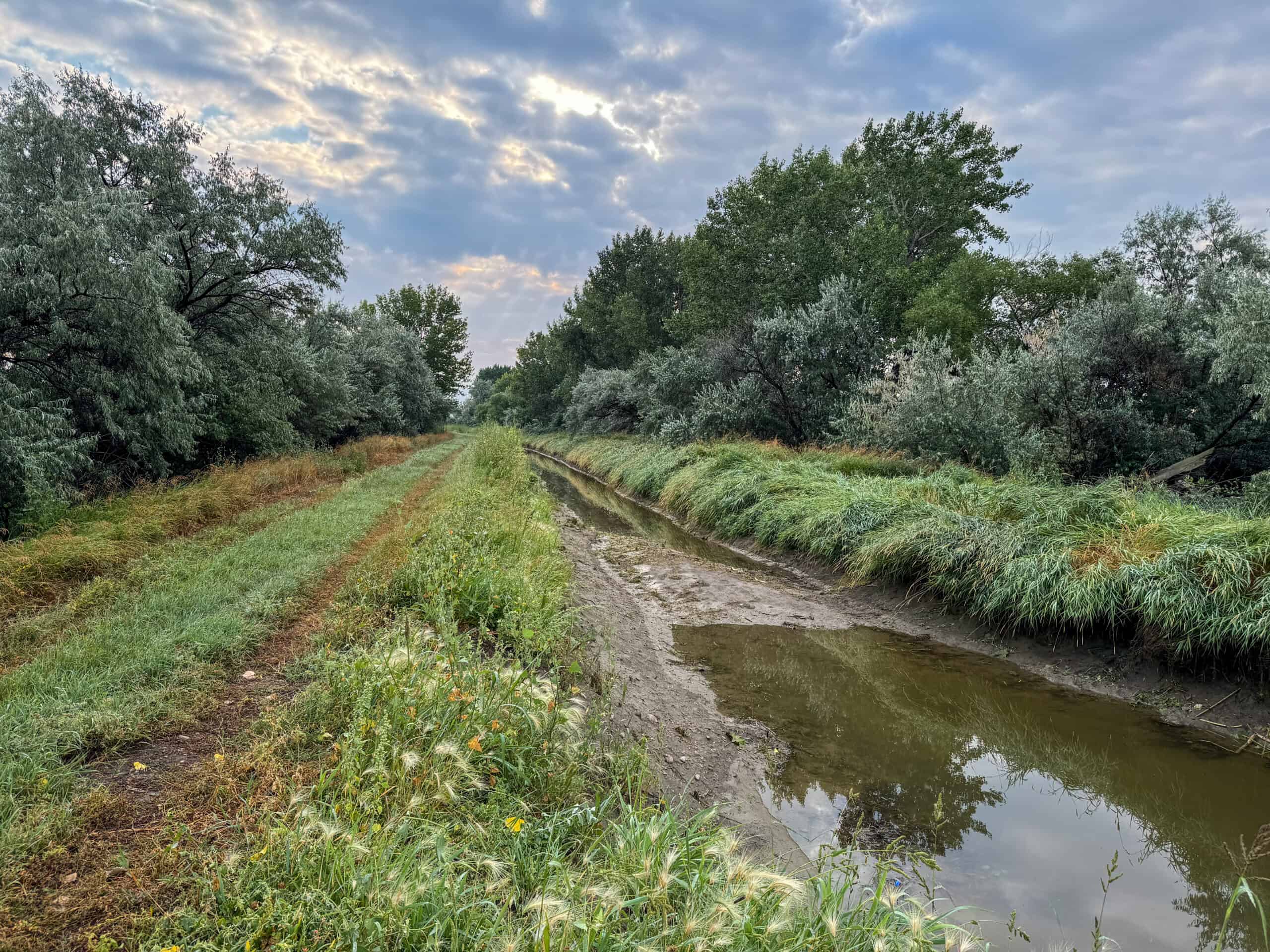 Whitetail Meadows