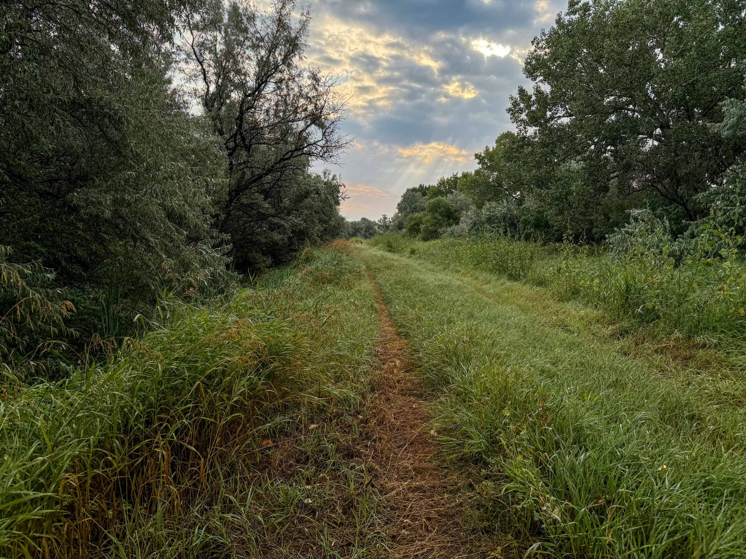 Whitetail Meadows
