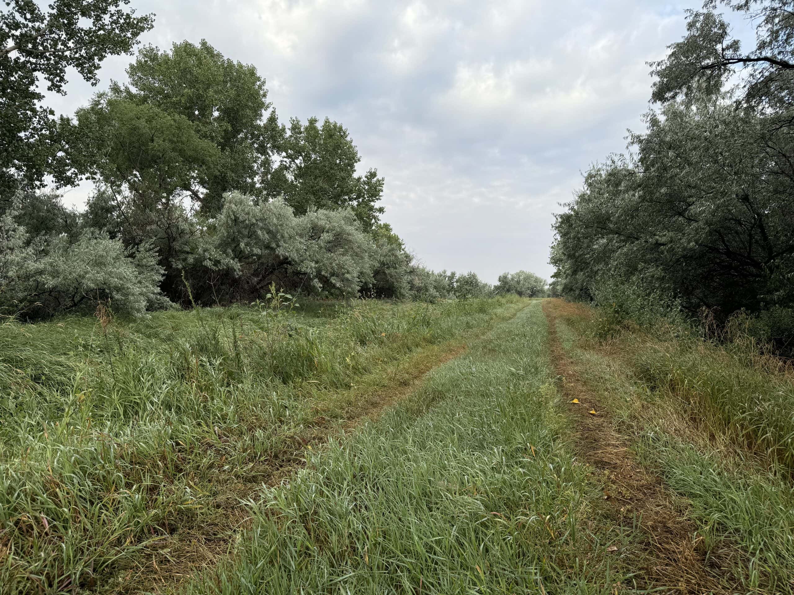 Whitetail Meadows