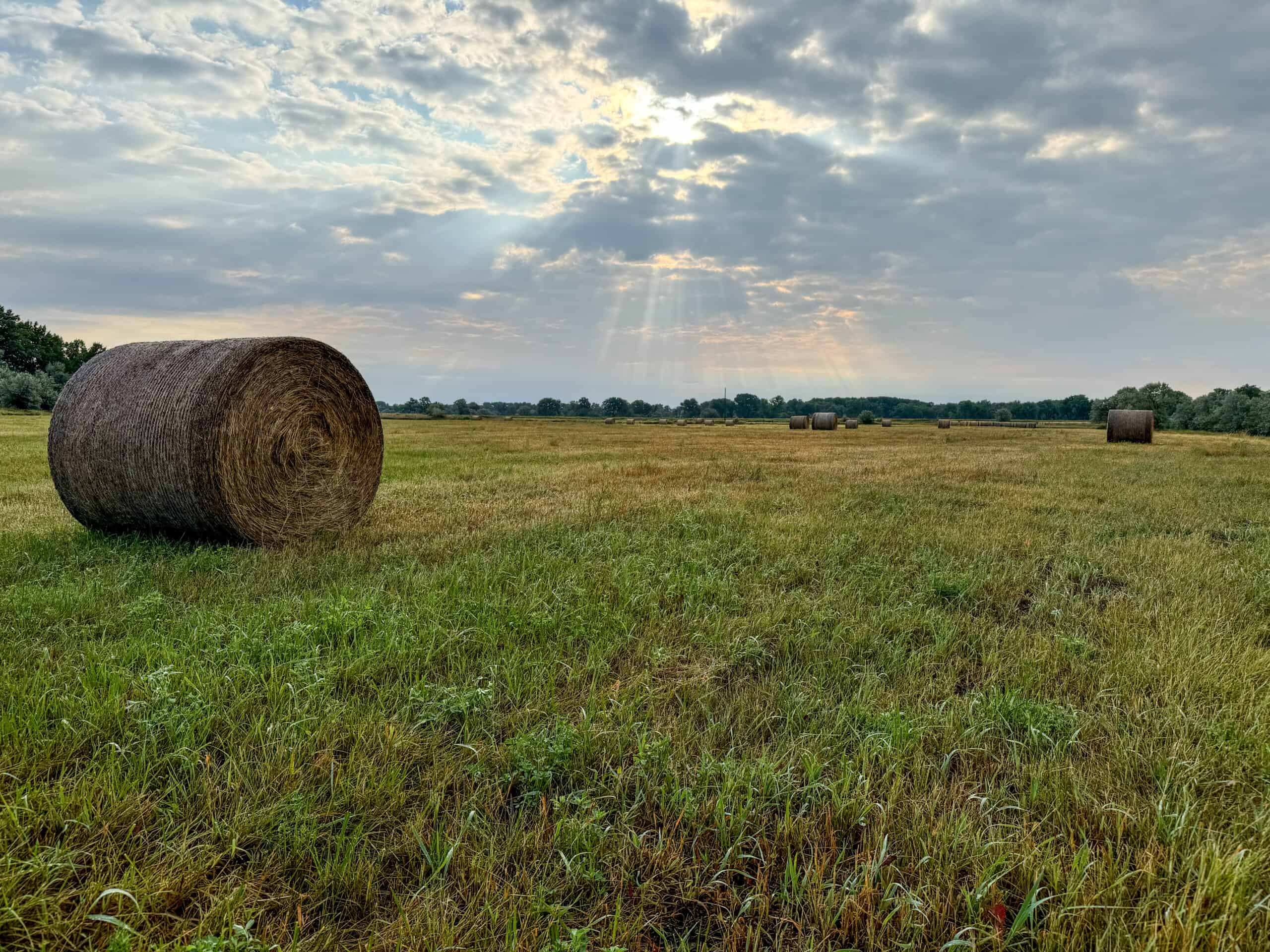 Whitetail Meadows