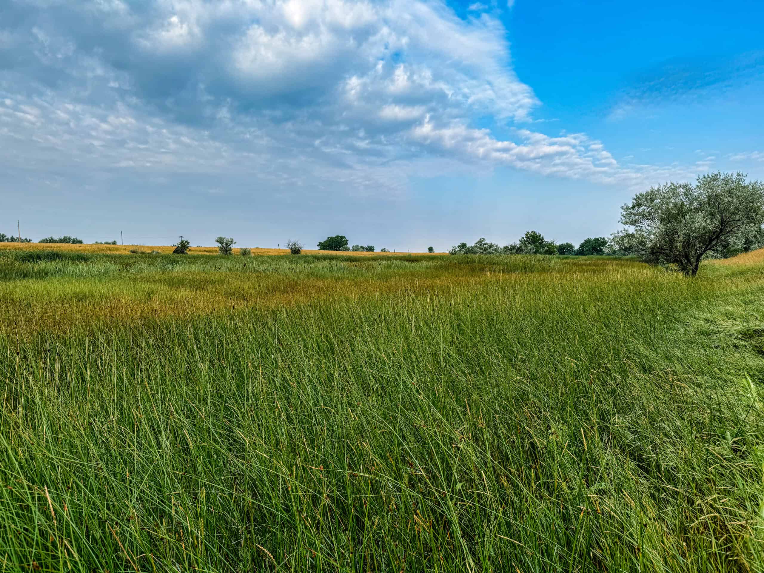 Whitetail Meadows