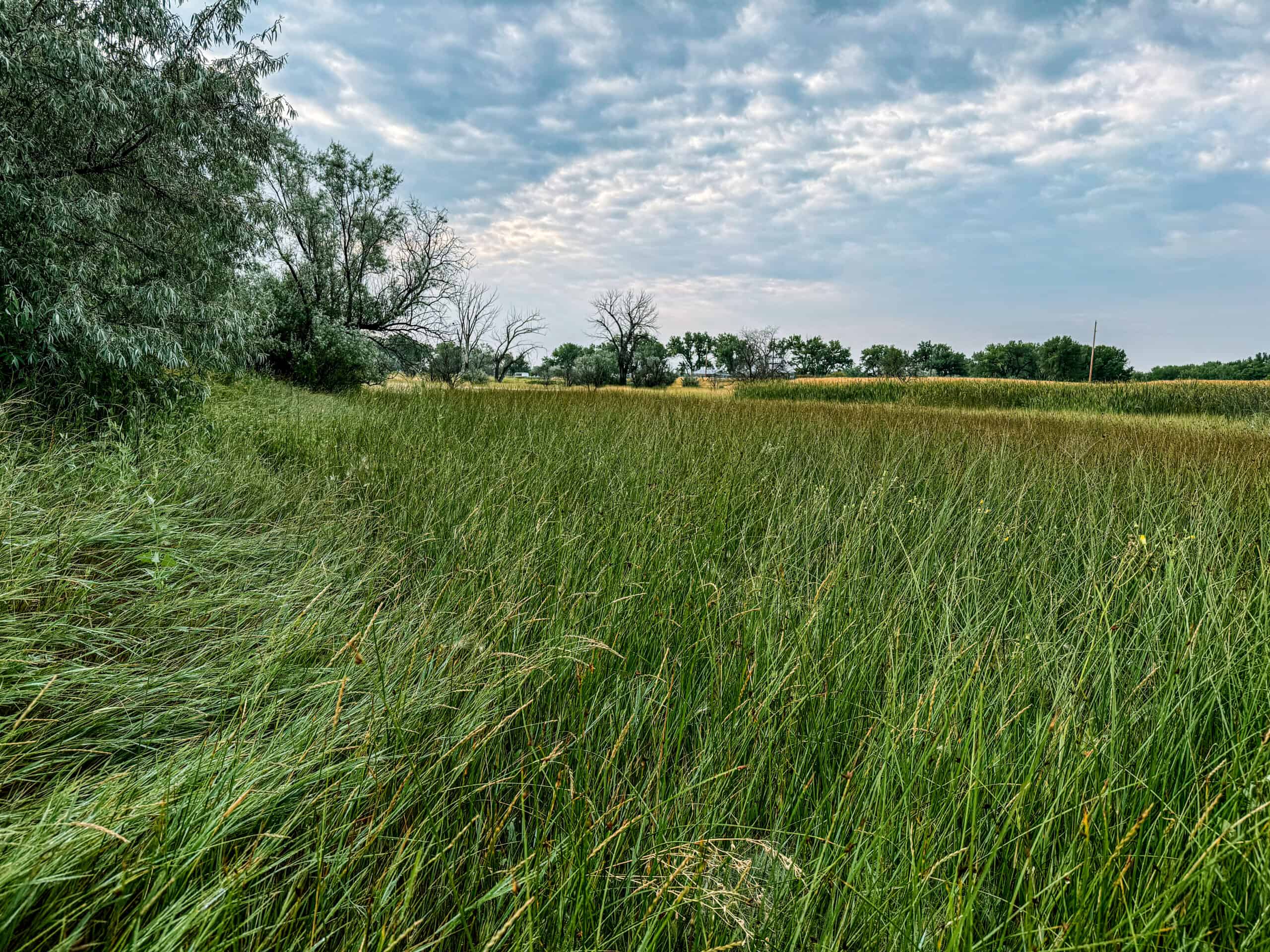 Whitetail Meadows