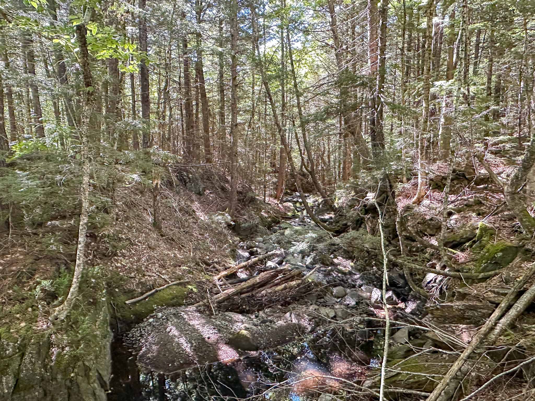 575 Acres Mountain – Brooks – Hardwoods
