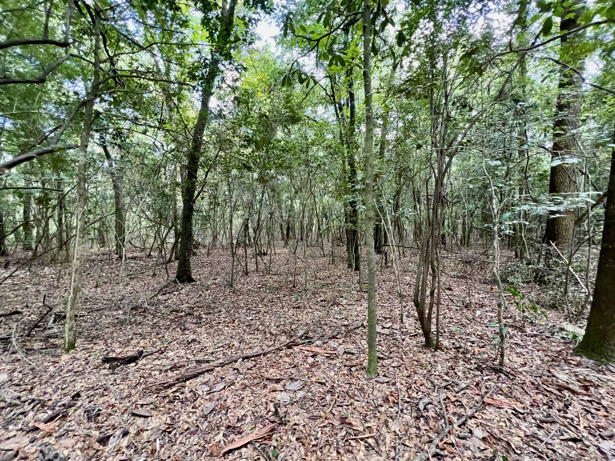 Prime Riverfront Hunting & Recreational Land for Sale in Samson Alabama!