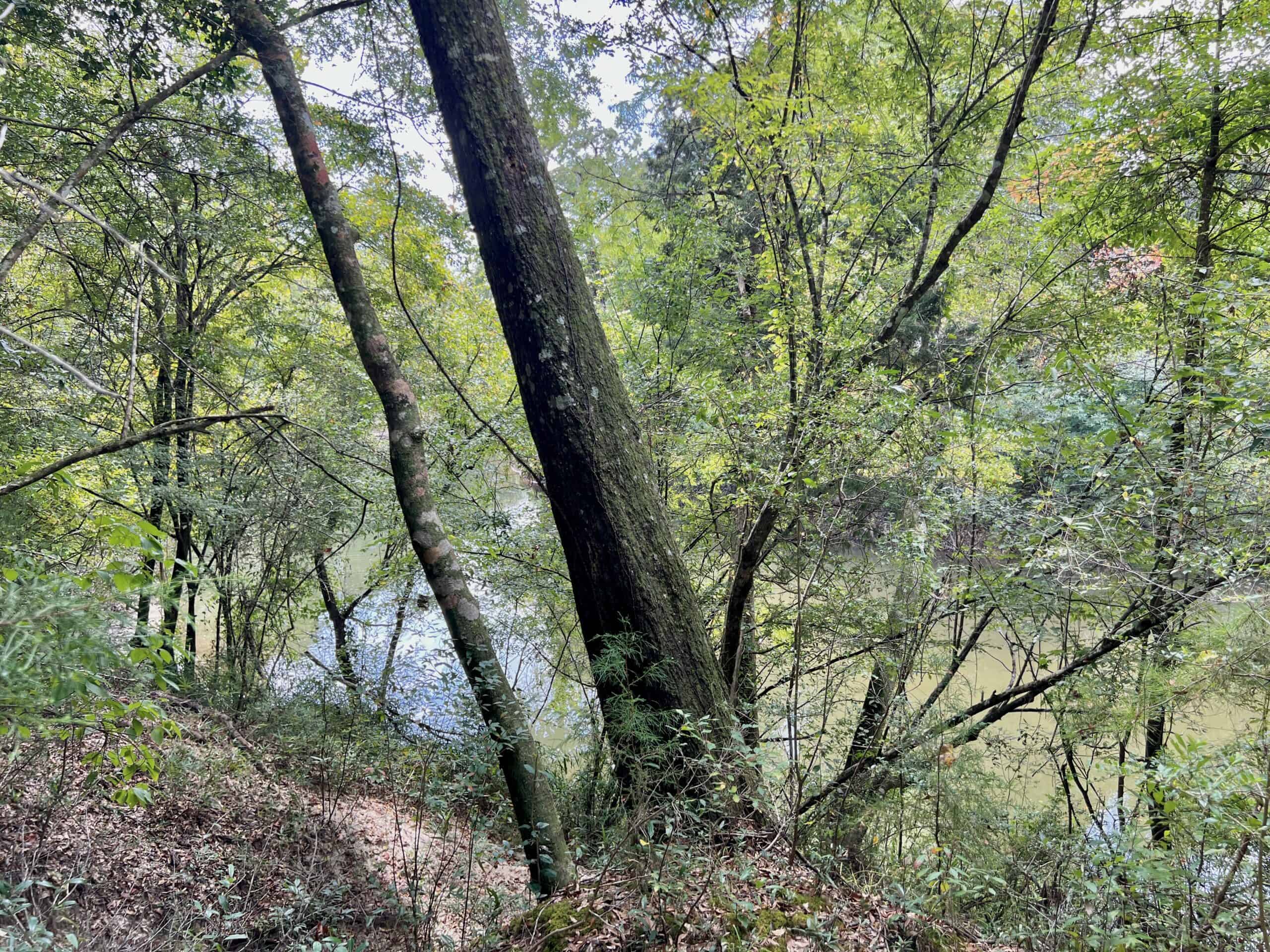 Prime Riverfront Hunting & Recreational Land for Sale in Samson Alabama!