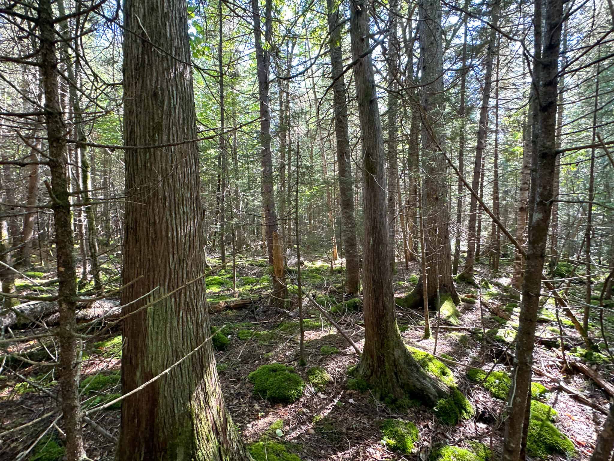 Off Grid Land Big Timber