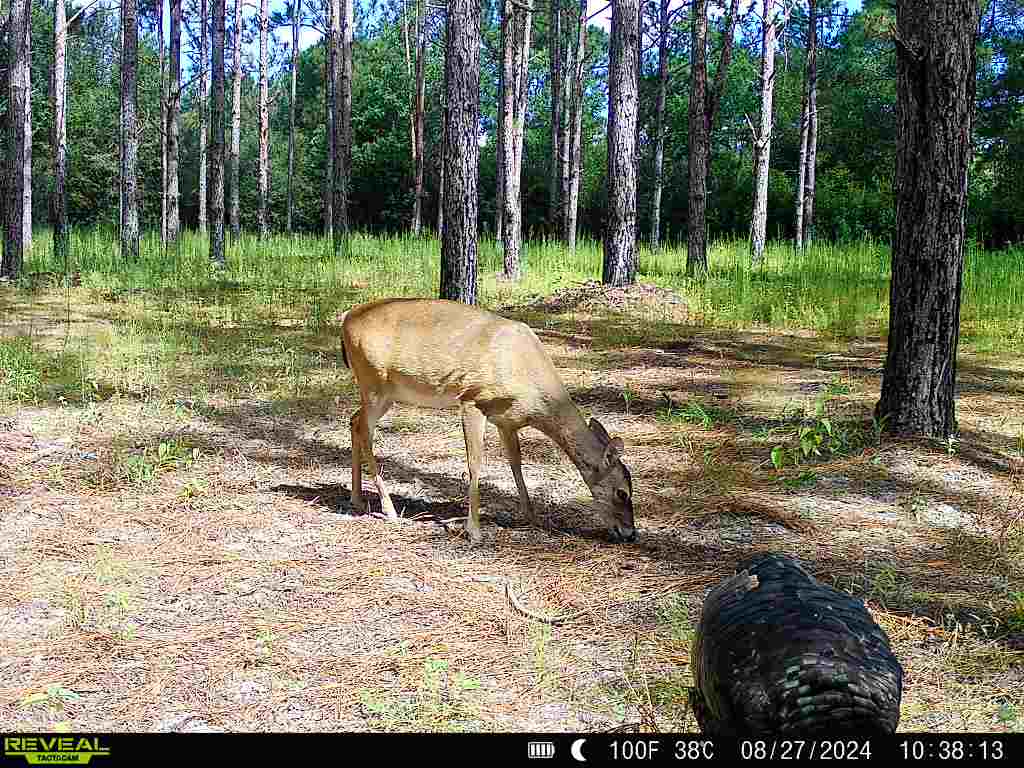 Prime Riverfront Hunting & Recreational Land for Sale in Samson Alabama!