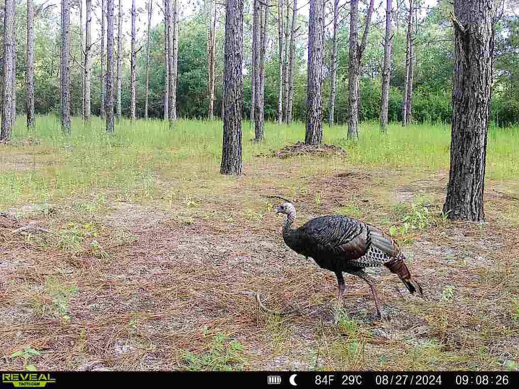 Prime Riverfront Hunting & Recreational Land for Sale in Samson Alabama!