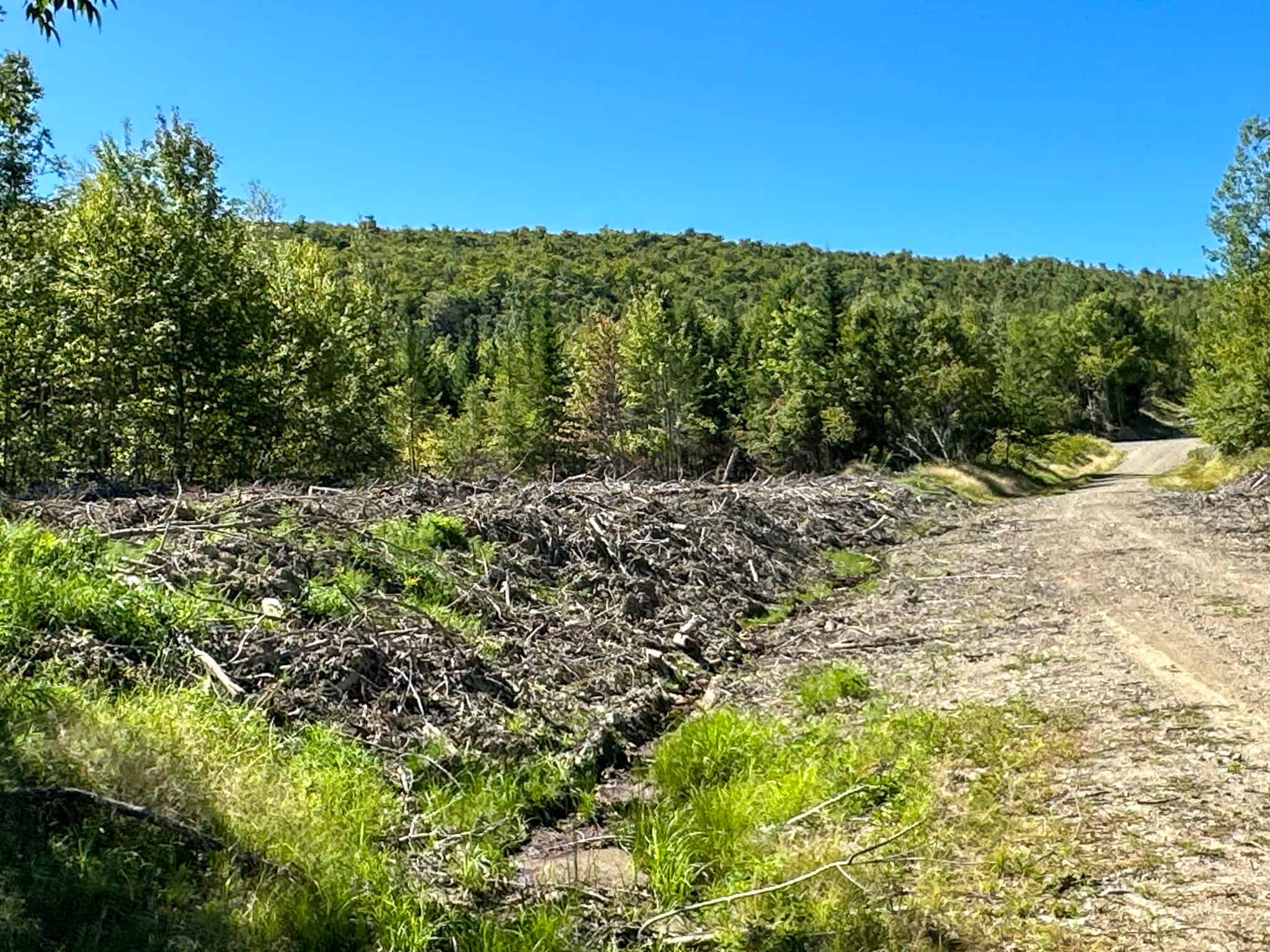 575 Acres Mountain – Brooks – Hardwoods
