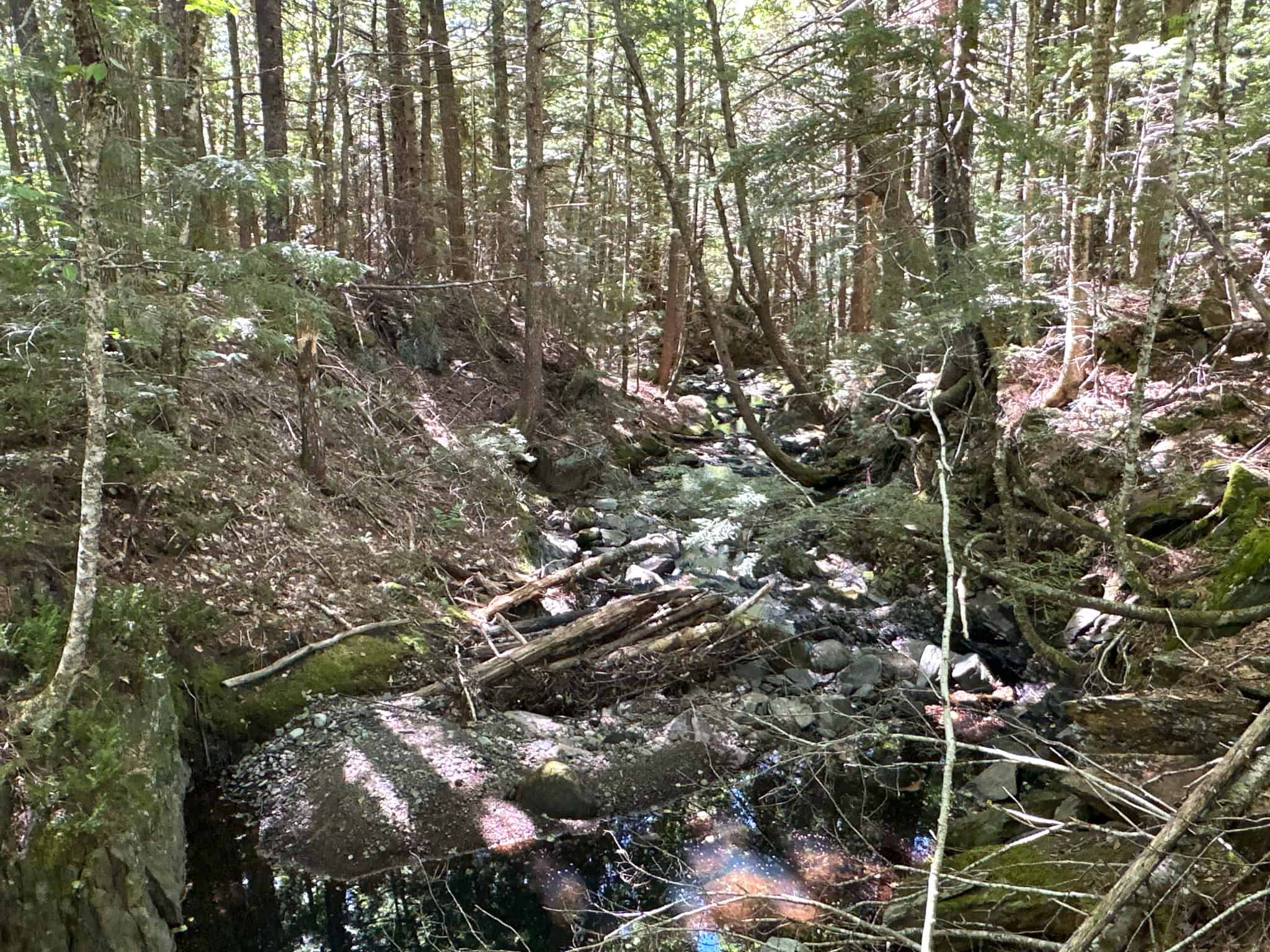 575 Acres Mountain – Brooks – Hardwoods