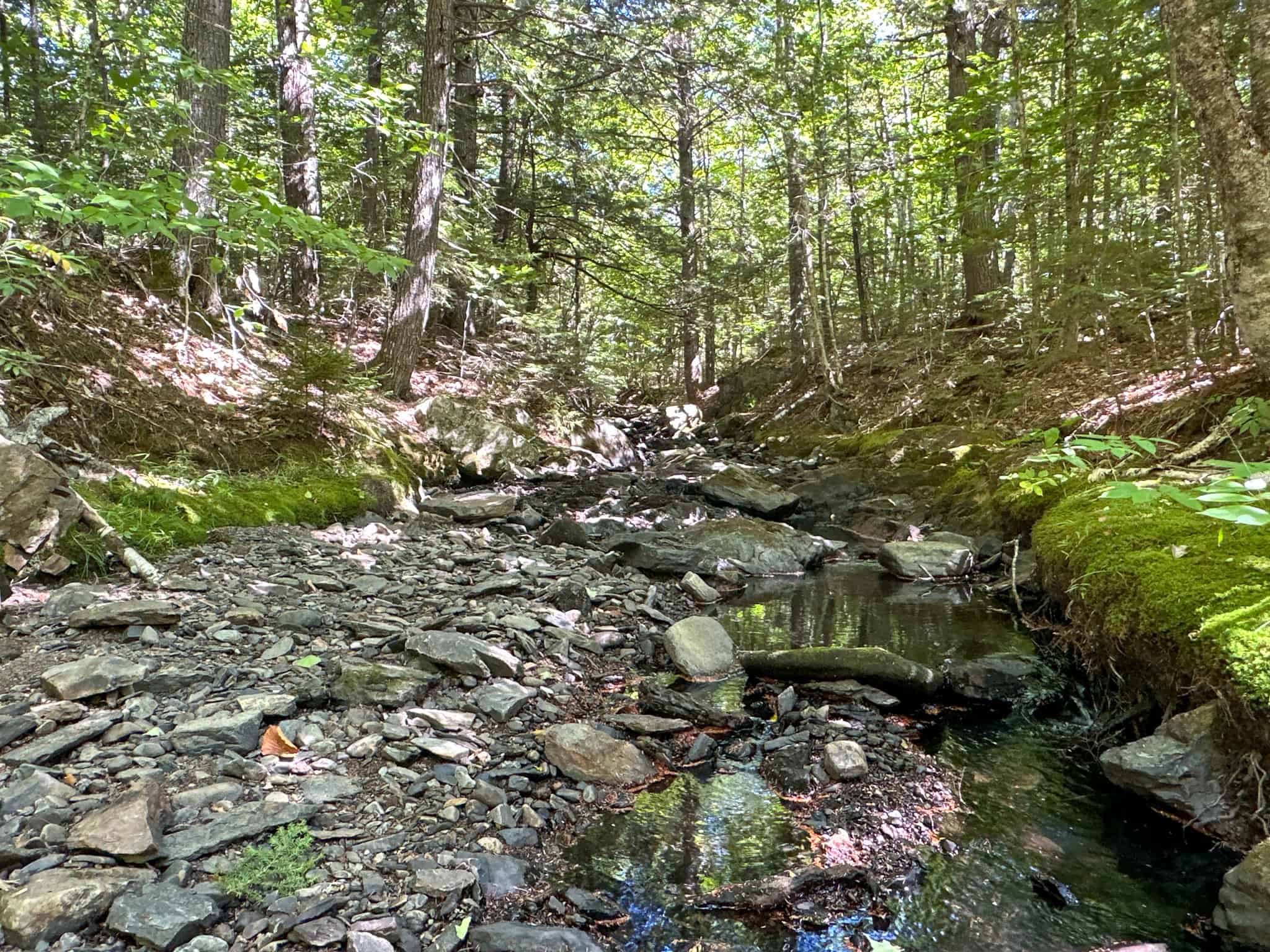 575 Acres Mountain – Brooks – Hardwoods
