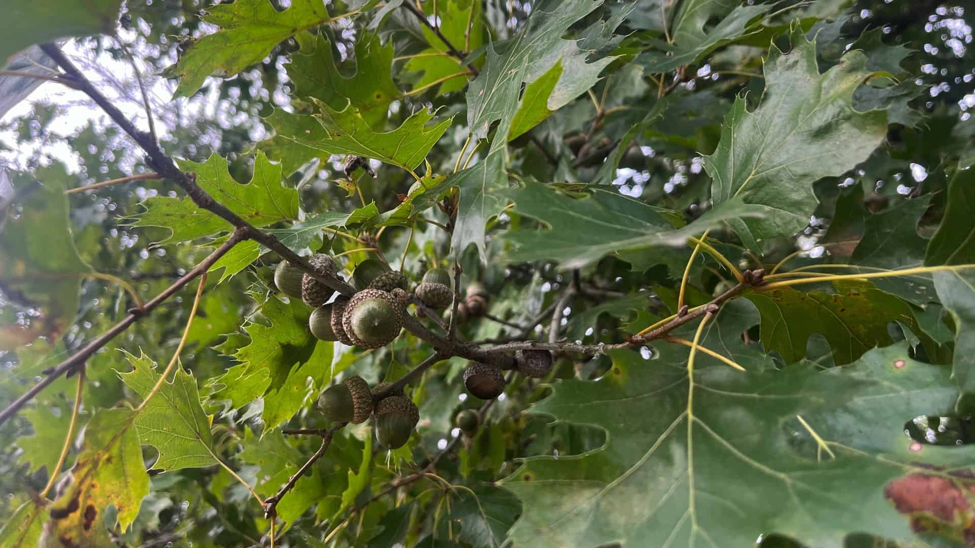 Linn County Kansas 37
