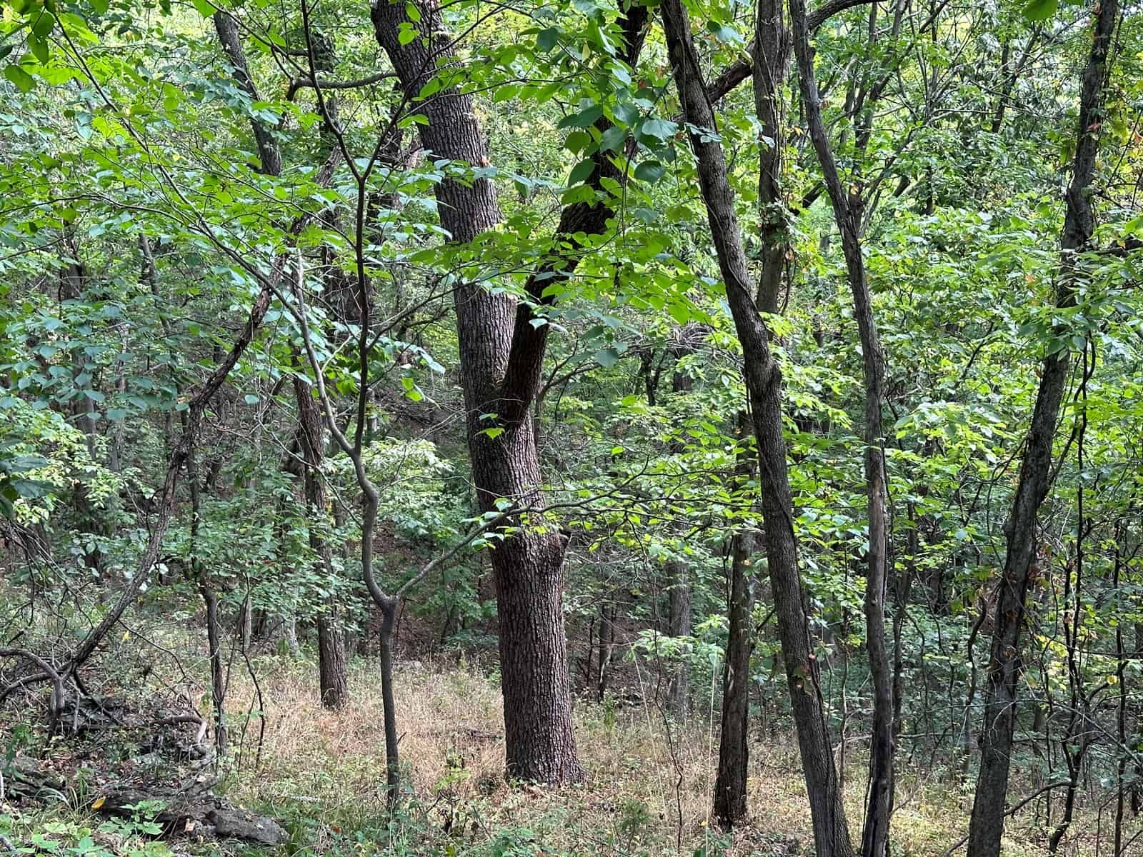 Linn County Kansas Honey Hole
