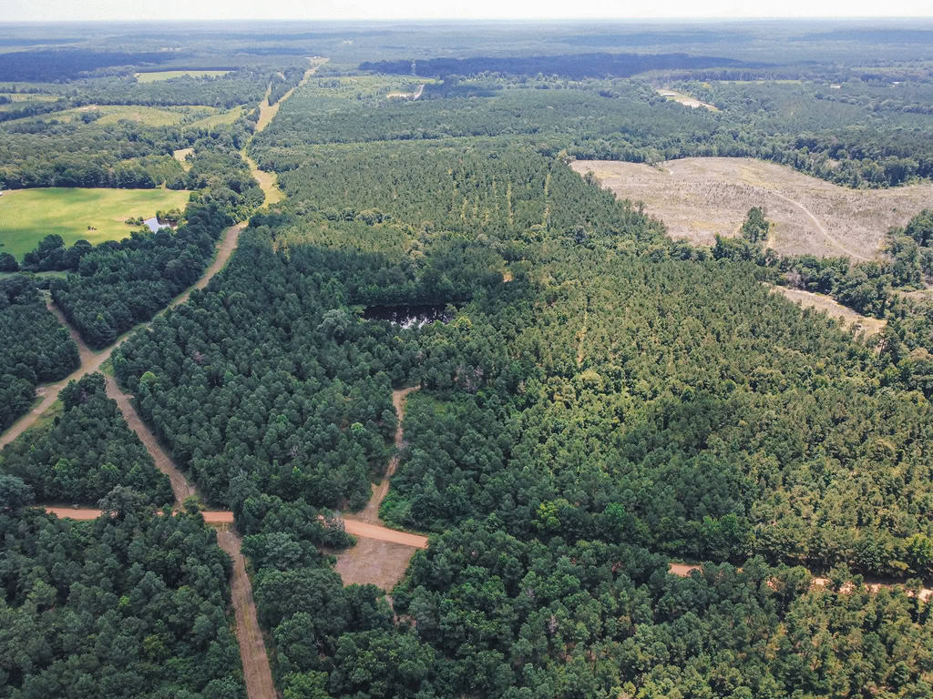 Downsville 85 – Union Parish Timberland for Sale