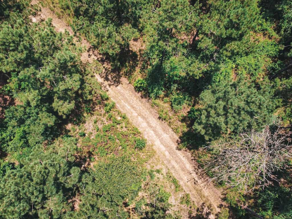 Downsville 85 – Union Parish Timberland for Sale