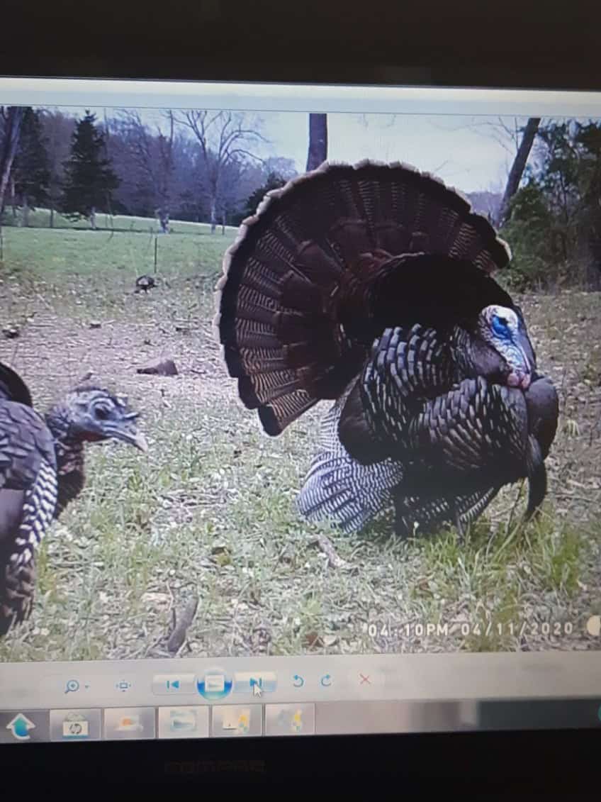 Country Home and Land for Sale in Maries County, MO near Vienna