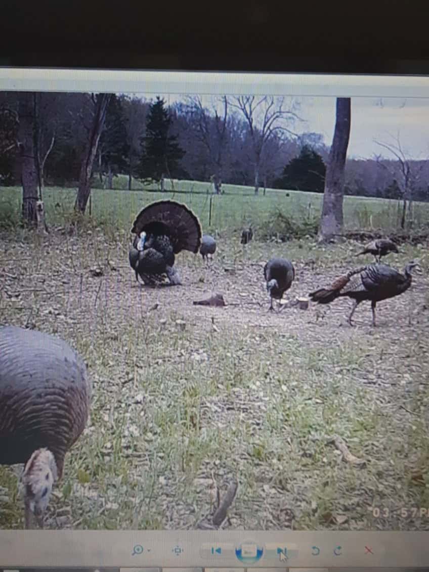 Country Home and Land for Sale in Maries County, MO near Vienna