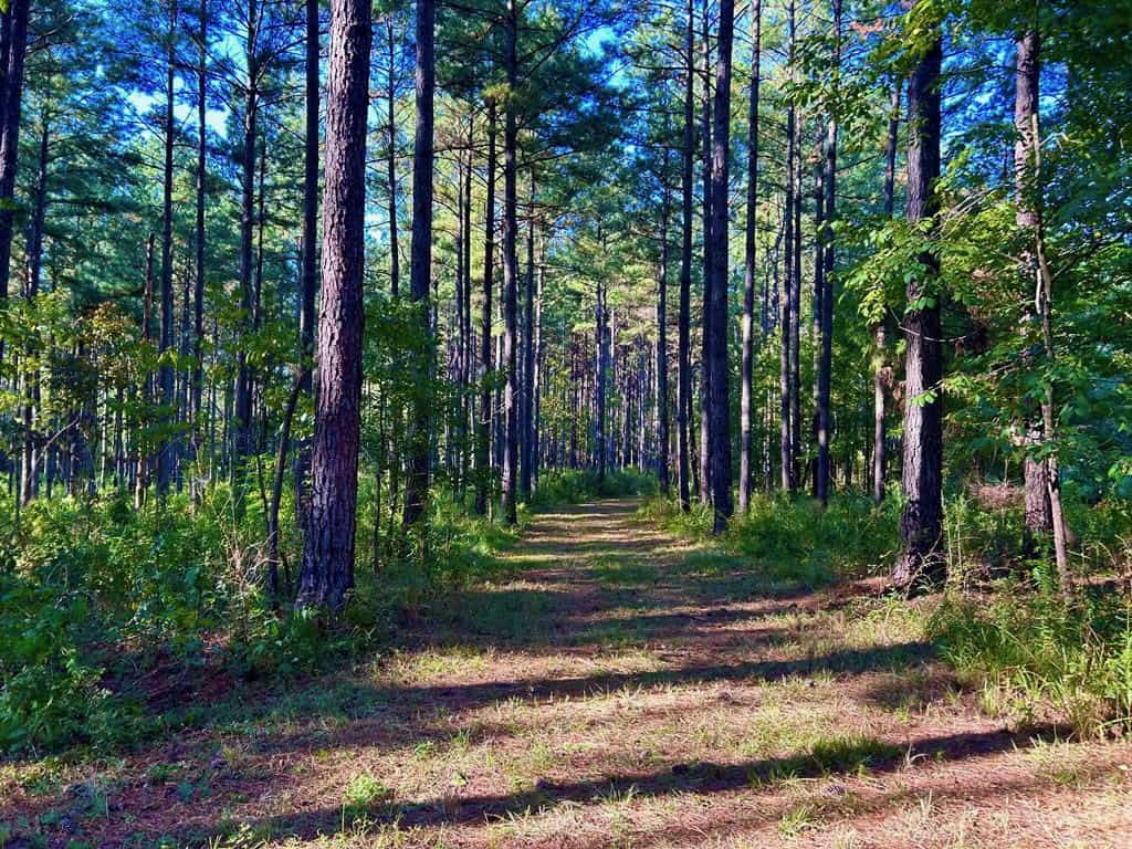 Smithdale MS 80+- Acres For Sale
