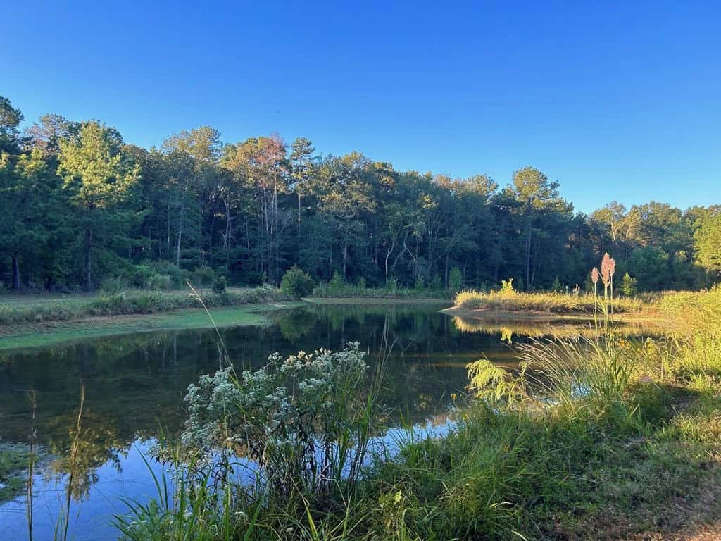 Smithdale MS 100+- Acres For Sale