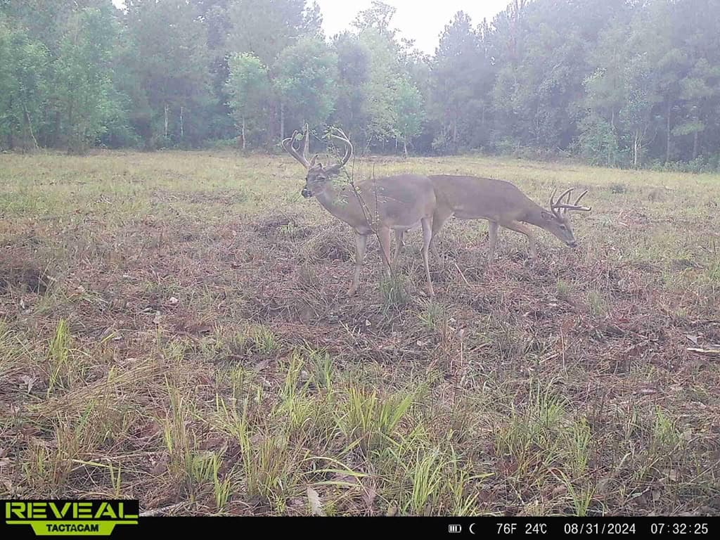 137 Acres for Sale with Comite River Frontage