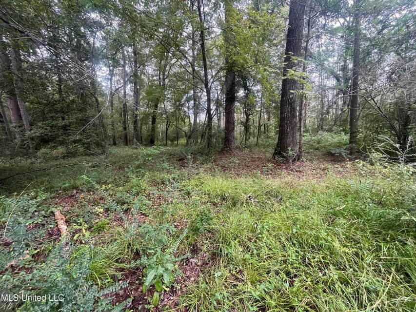 42 Acres for Sale with Old Country Home Scott Co MS