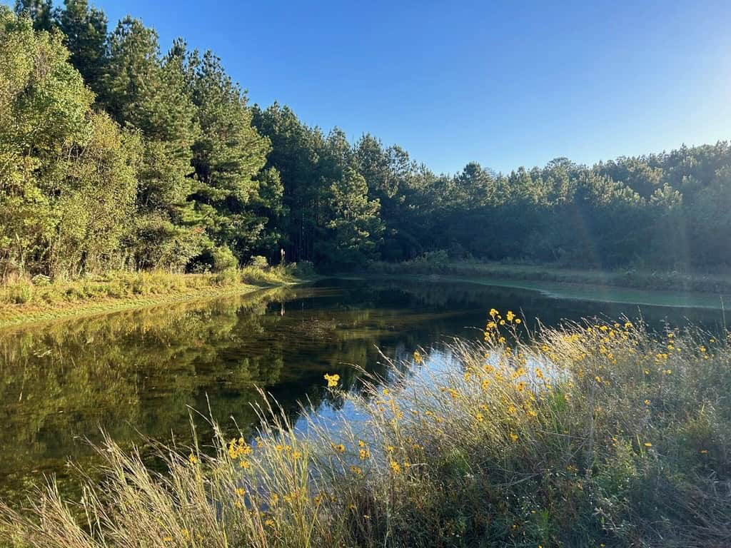 Smithdale MS 100+- Acres For Sale