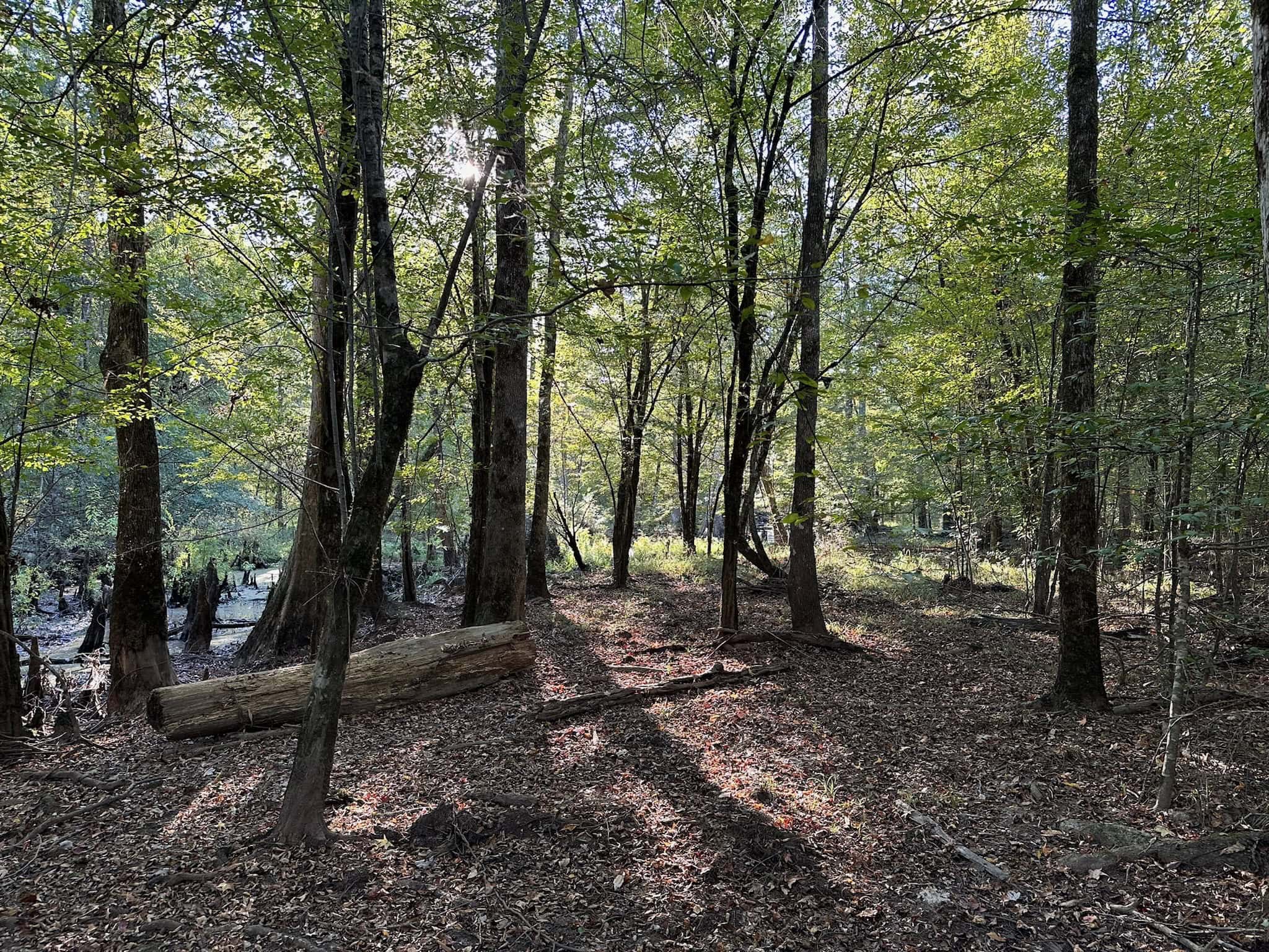 Hunting and Timberland Tract for sale in North Louisiana